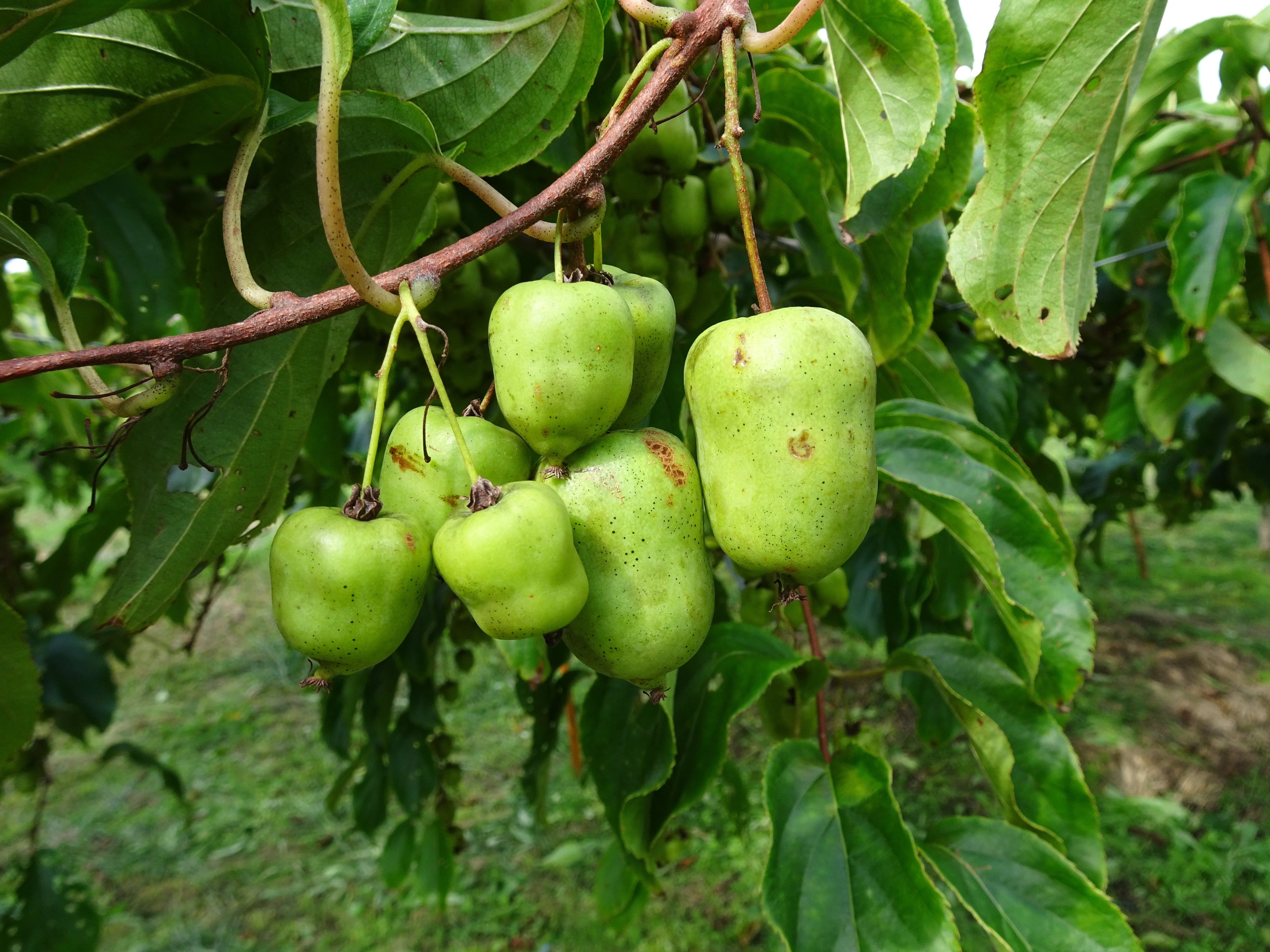 さるなし100%ジュース（24本入） | 玉川村のオンライン物産店