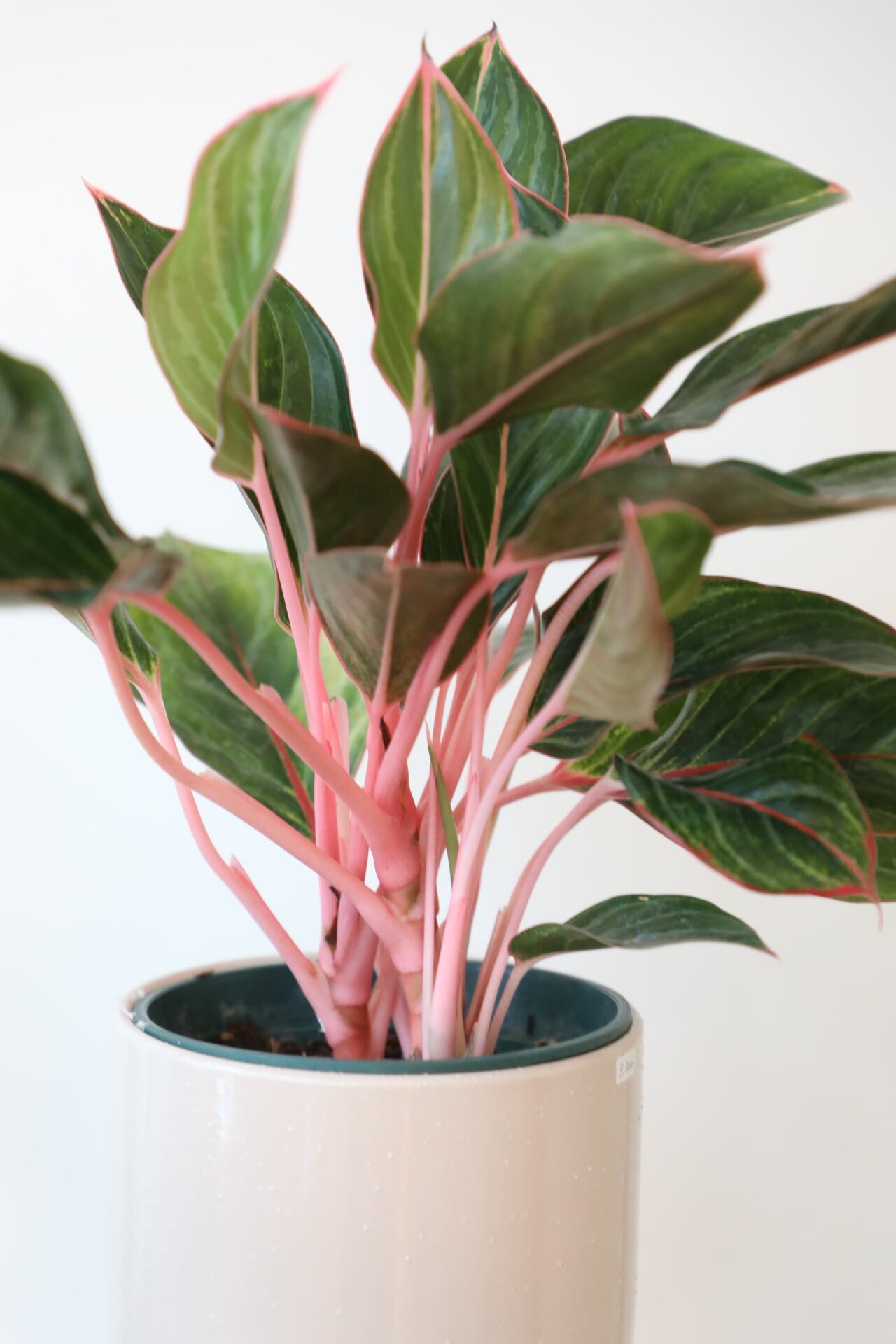 希少】アグラオネマ モンコンファイ/Aglaonema ※陶器鉢カバー付き 