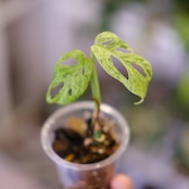 Monstera adansonii Mottled / モンステラ アダンソニー ミント㉛ / 観葉植物