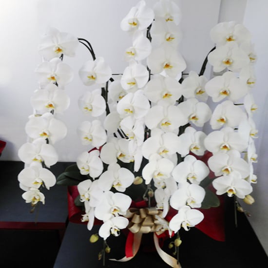 大輪胡蝶蘭5本立 60輪～64輪 | 蘭や洛齊（蘭やらくさい）｜京都の胡蝶