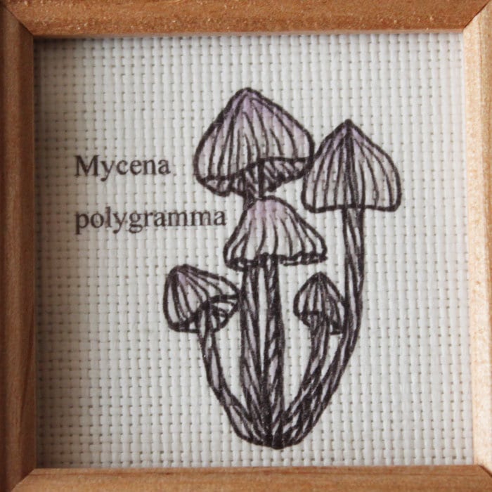 ミニ額入り複製画●キノコ図鑑シリーズ●Mycena polygramma「アシナガタケ」