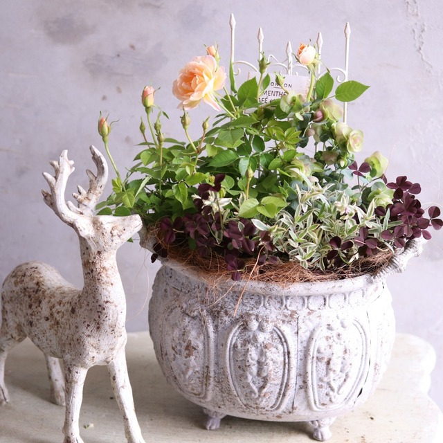 mondimanche 寄せ植え　ミニバラプリズムとシャビーポット｜届いてすぐ玄関に飾れる 　プレゼントにもオススメ　