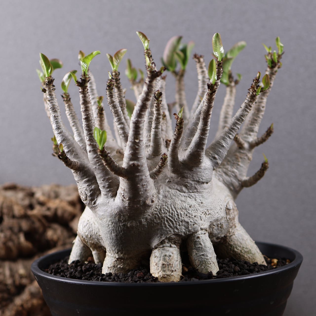 655『特大アデニウム アラビカム』観葉植物【送料無料】 | MARX PLANTS