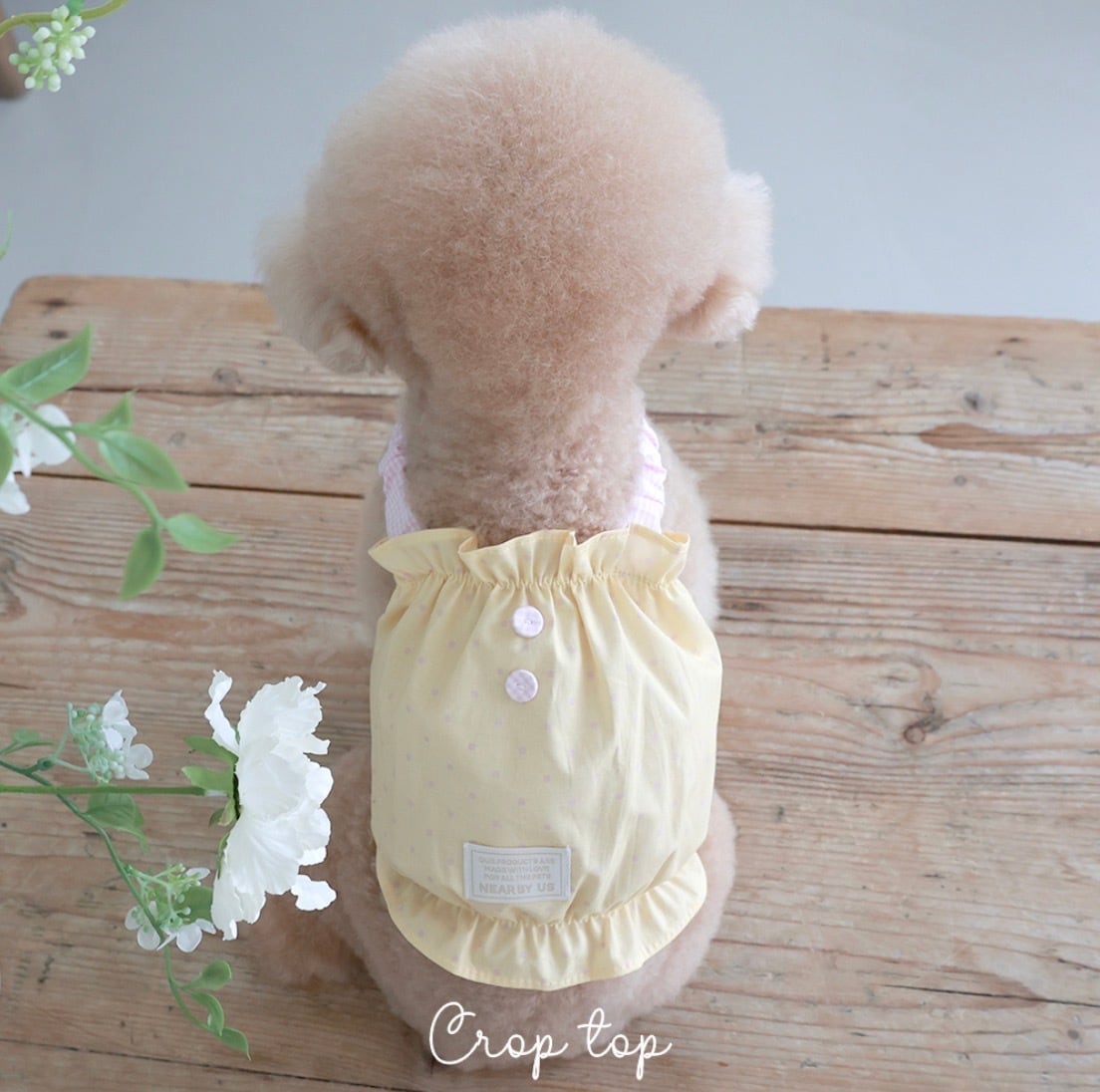 □ near by us | LUANA DOG