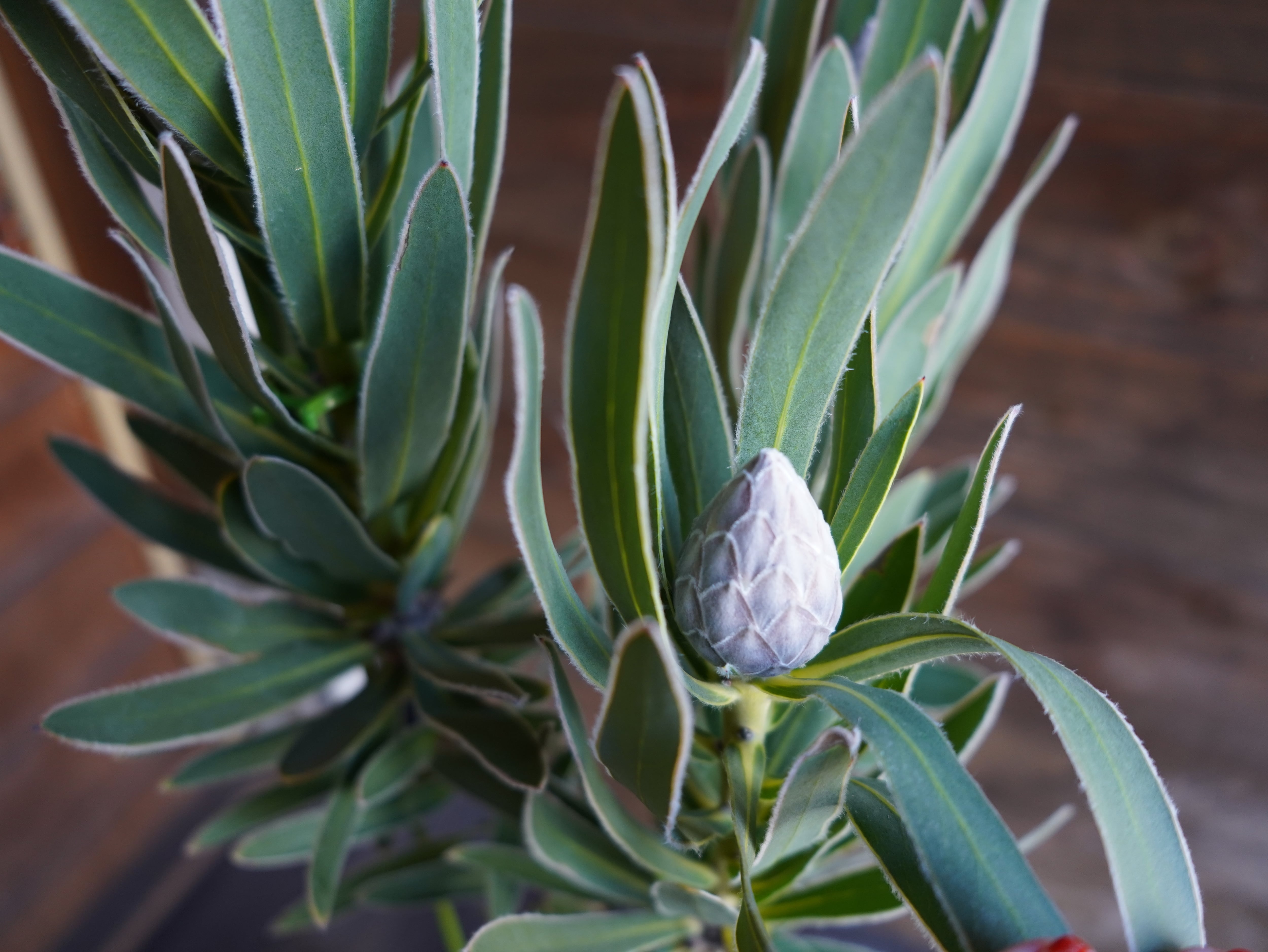 【現物】プロテア　"ピンクパール"