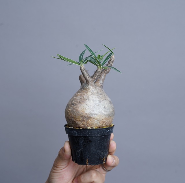 パキポディウム グラキリス no.2〈発根済み〉