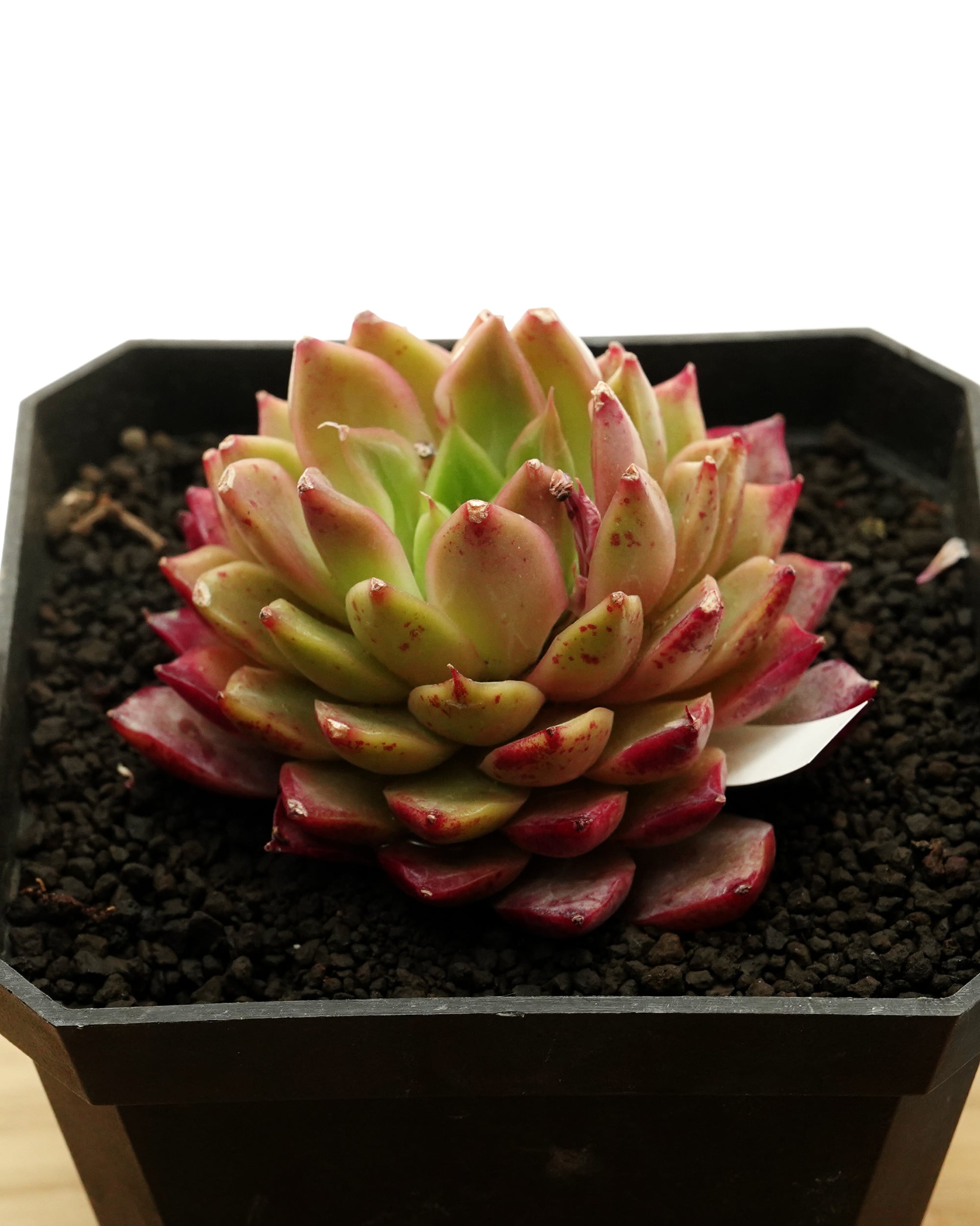 レア種・新品種 | PUKUBOOK SUCCULENTS