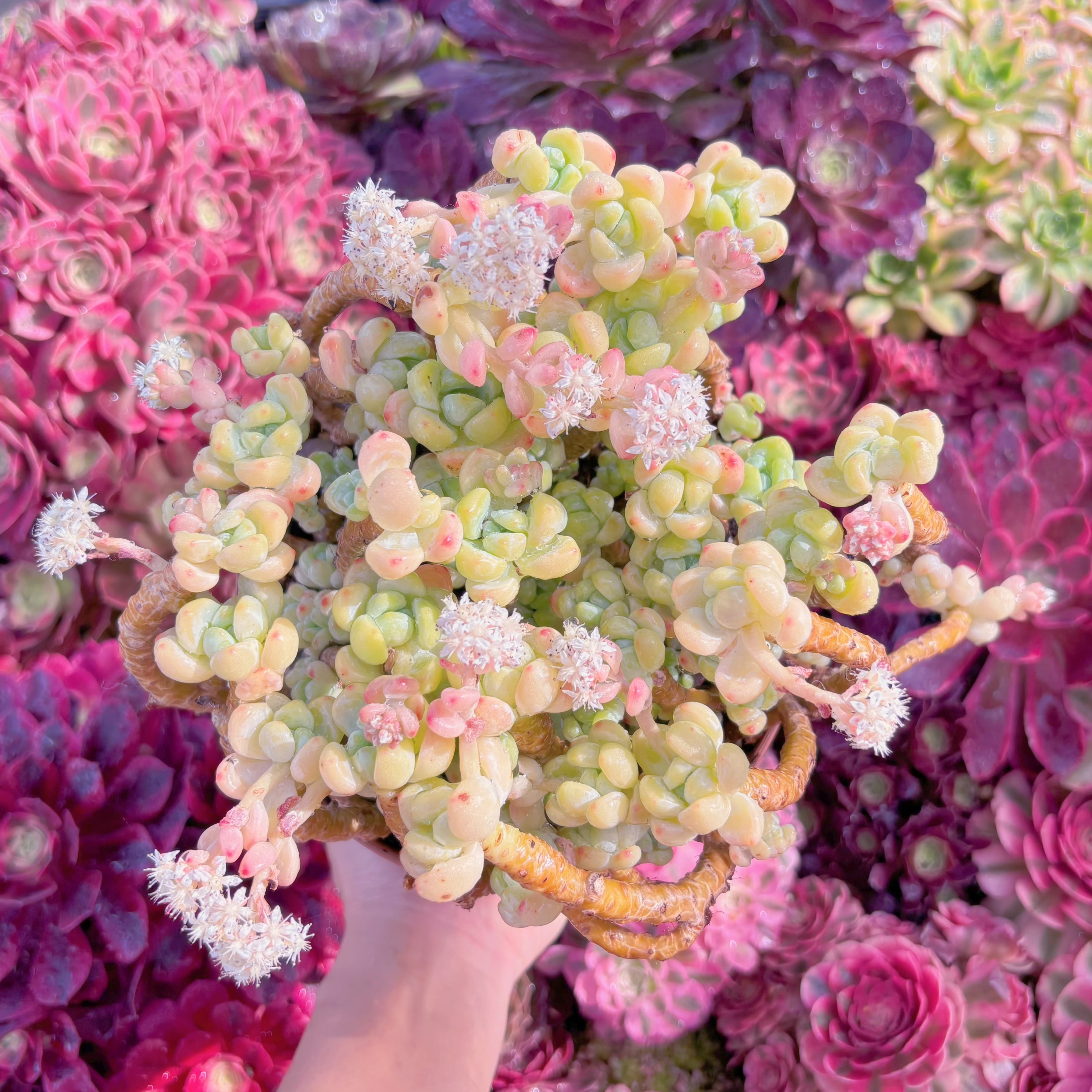 現品　ロッティ#610　るる農園