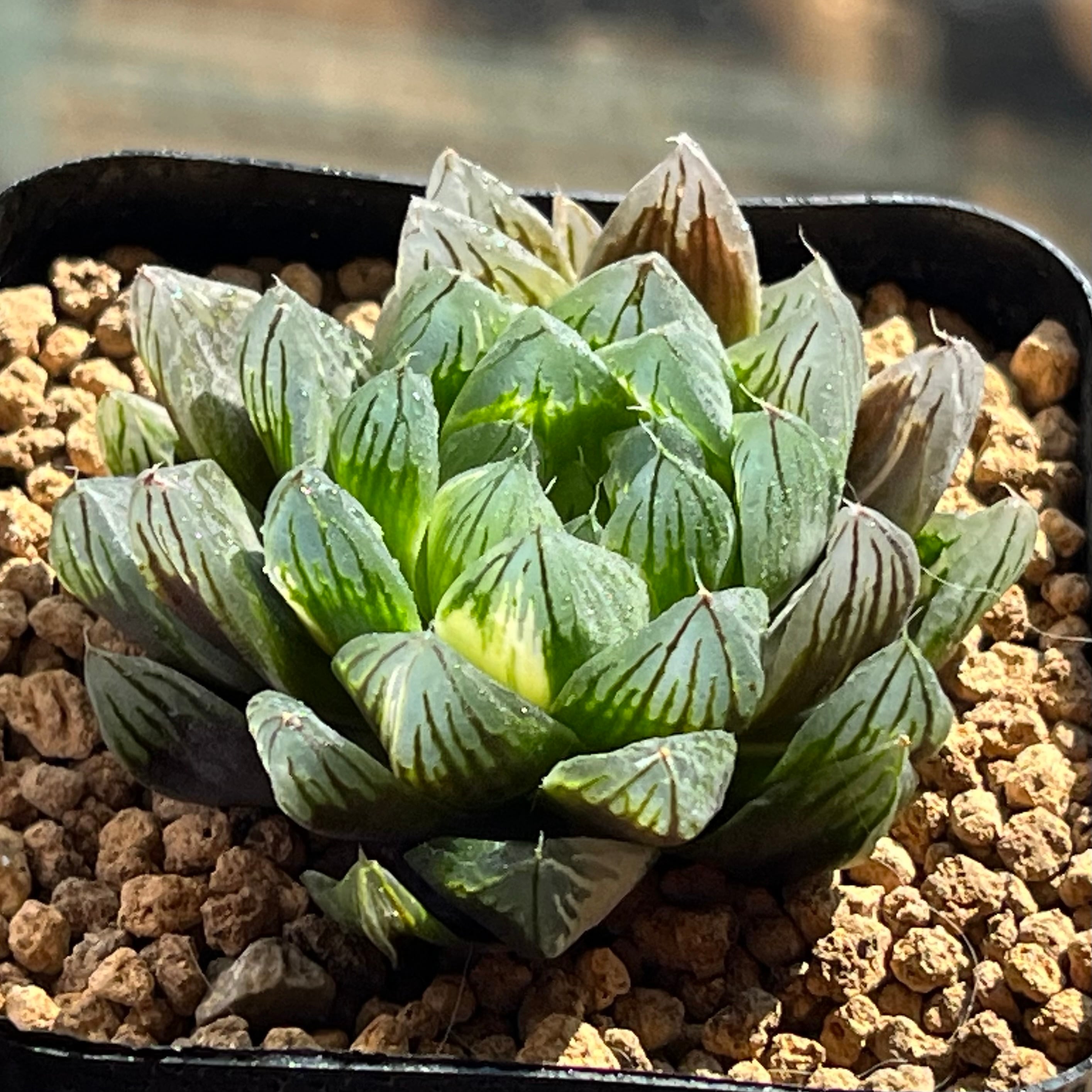 ハオルチア 親指姫錦　糊斑 ハオルチア 親指姫錦 | mocono_plants