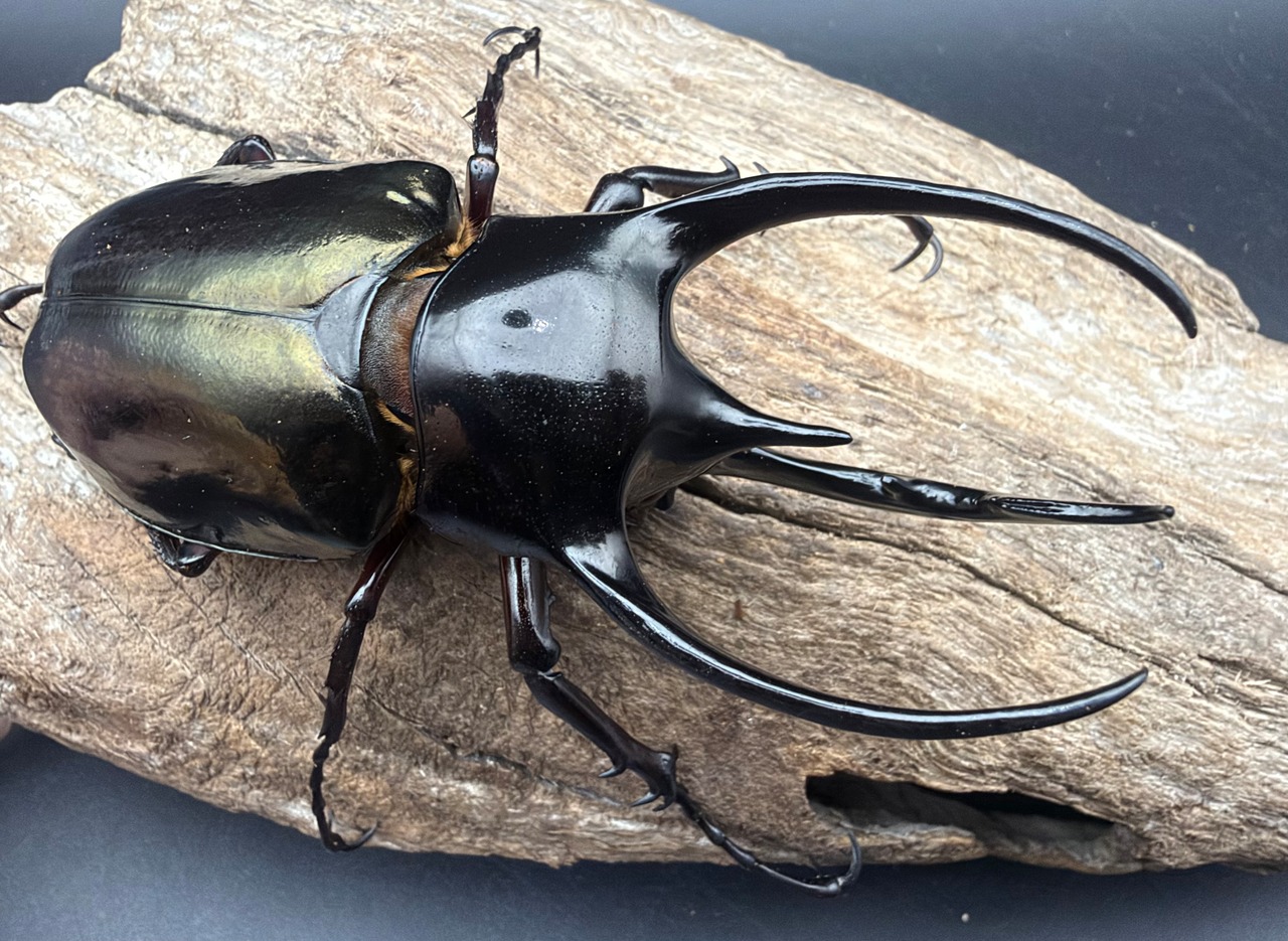 【WD】《ジャワコーカサスオオカブト 95mm ペア》