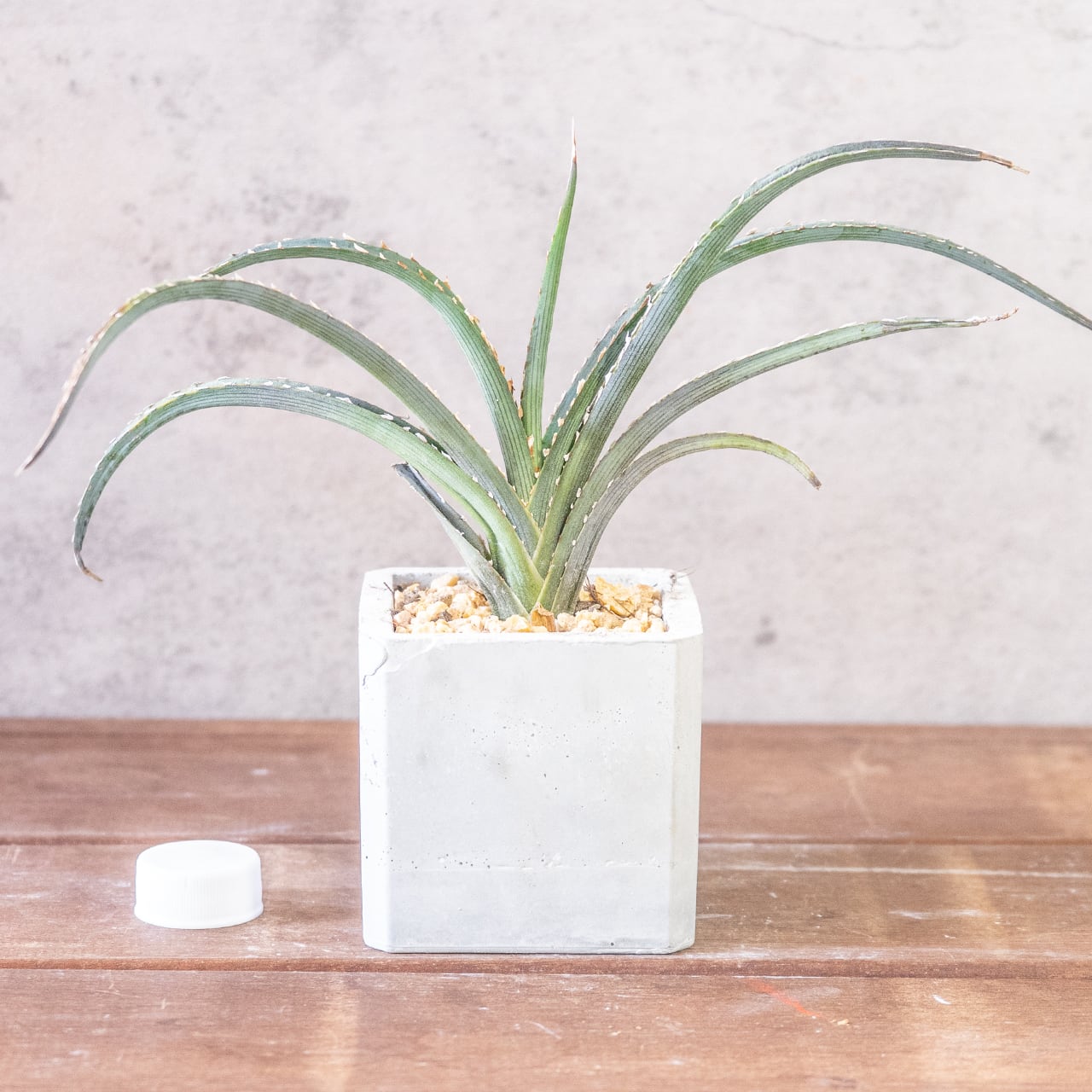 緩やかにカーブを描き放射状に伸びる葉が美しいキシロアカンサ。一株ごとの厳選仕入れだからこそ出会える、均整の取れた極上のシルエット。｜虫発生抑制｜送料全国一律850円