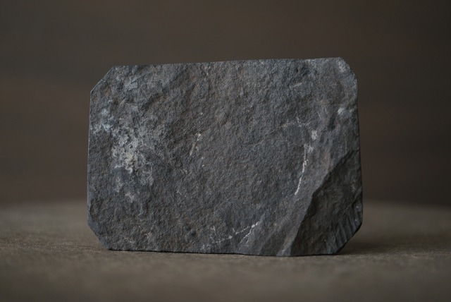 フランス産シダ植物化石 Pecopteris sp. 1655