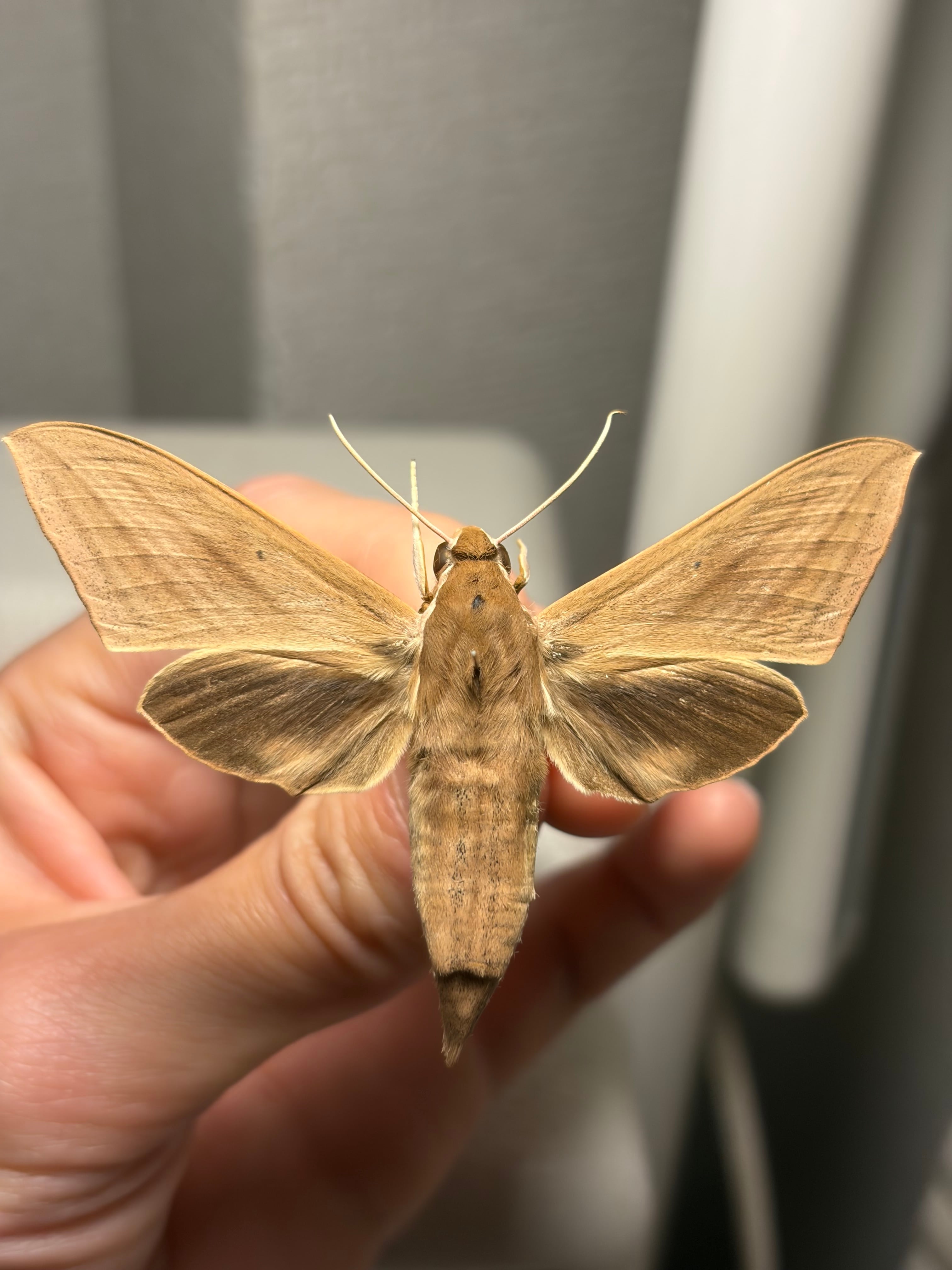 サツマスズメ スズメガ ヤママユ 標本 モス 蛾 Theretra clotho