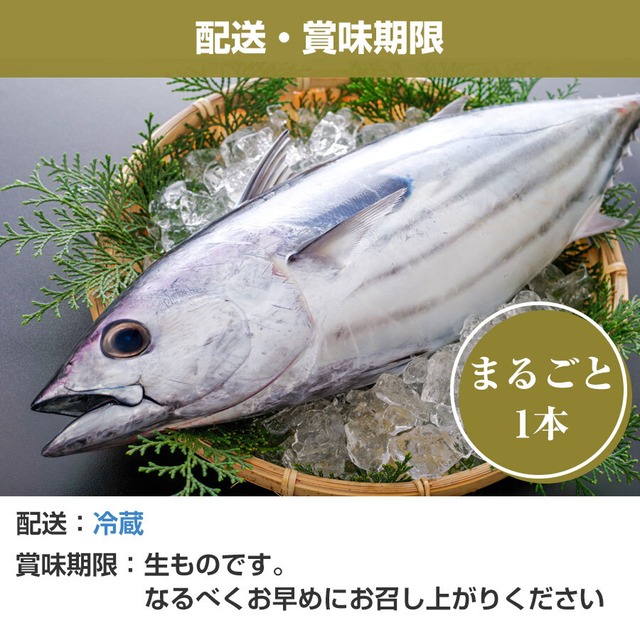 【送料込み】 和歌山 （串本）のもちもちケンケンカツオ 初鰹 丸ごと1本 3㎏台 ※水揚げ次第！