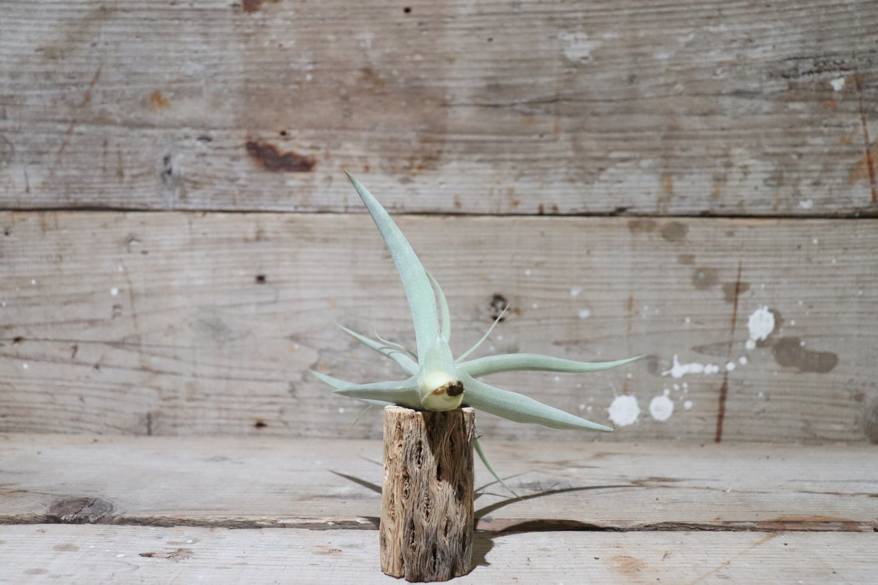 送料無料】straminea 'Deep Purple'〔エアプランツ〕現品発送T2546