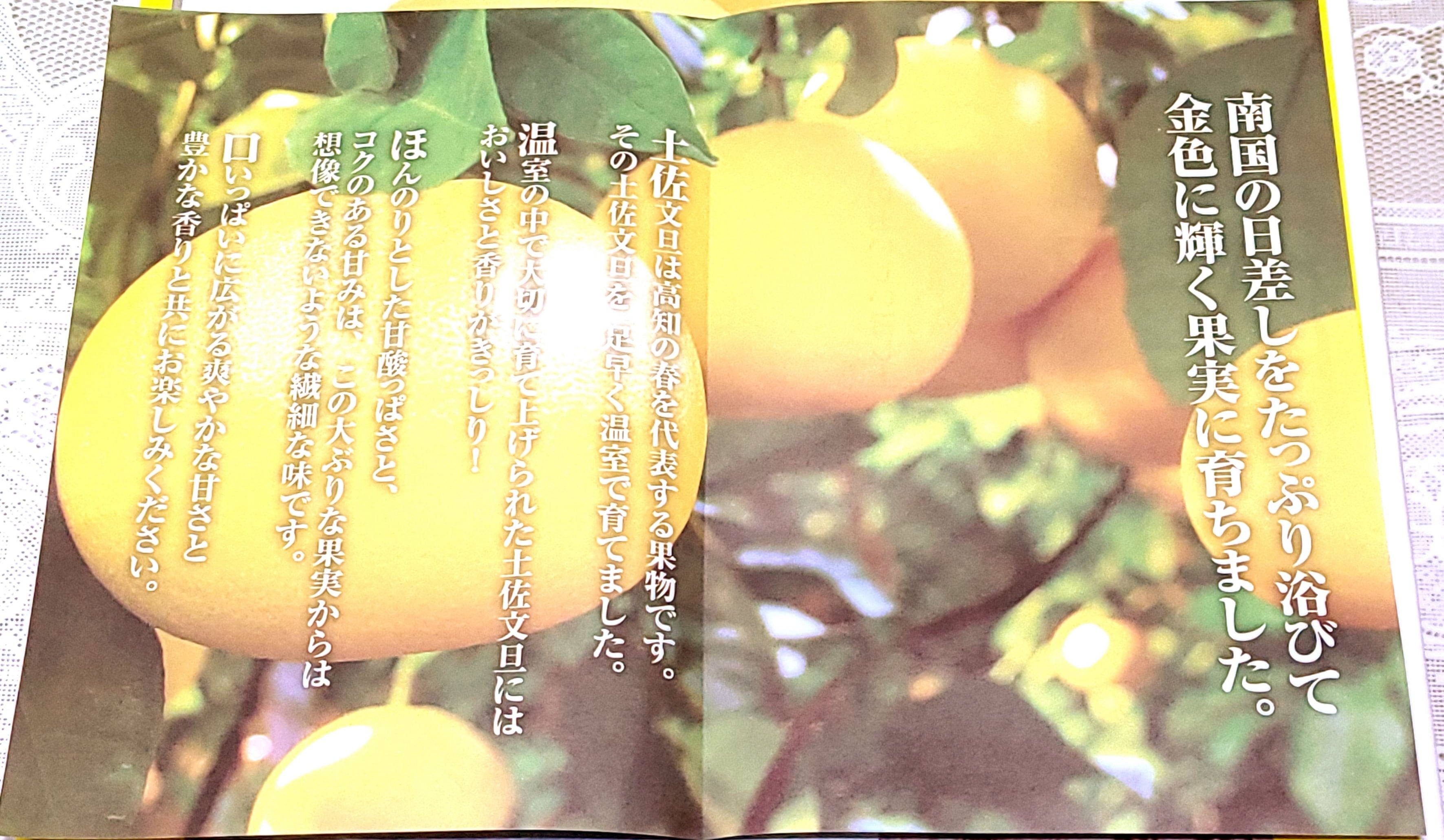 温室土佐文旦 秀品 6個入り 約3kg ハウス栽培 化粧箱入り | kochi808