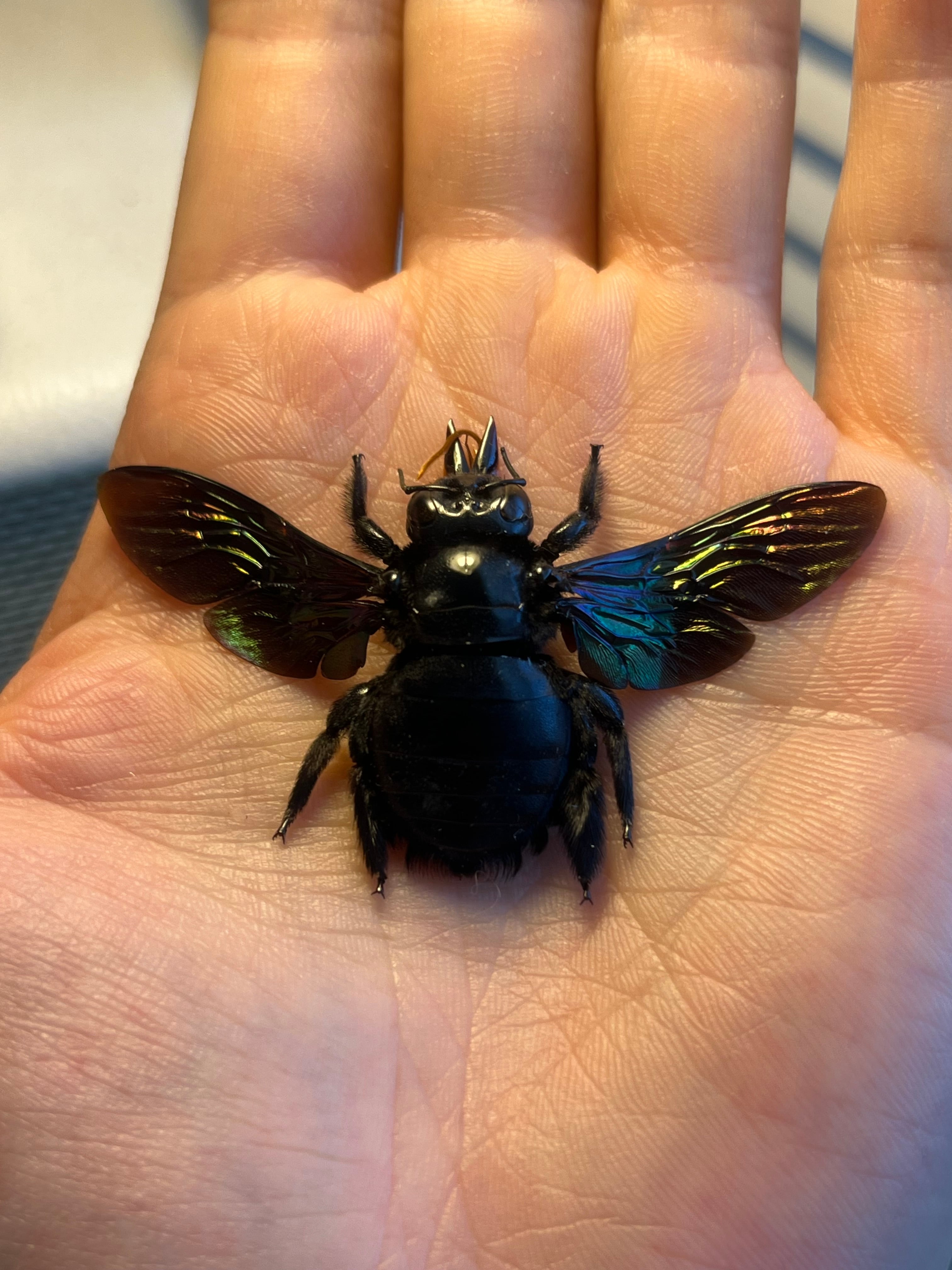 14mm♂】クワガタモドキゴミムシダマシ Calognathus昆虫標本