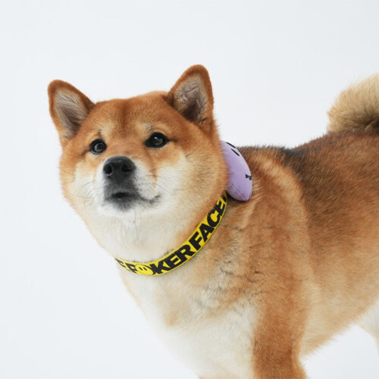 【PUPPYGALLERY公式】ポーカーフェイス・レトロフラワー首輪　L