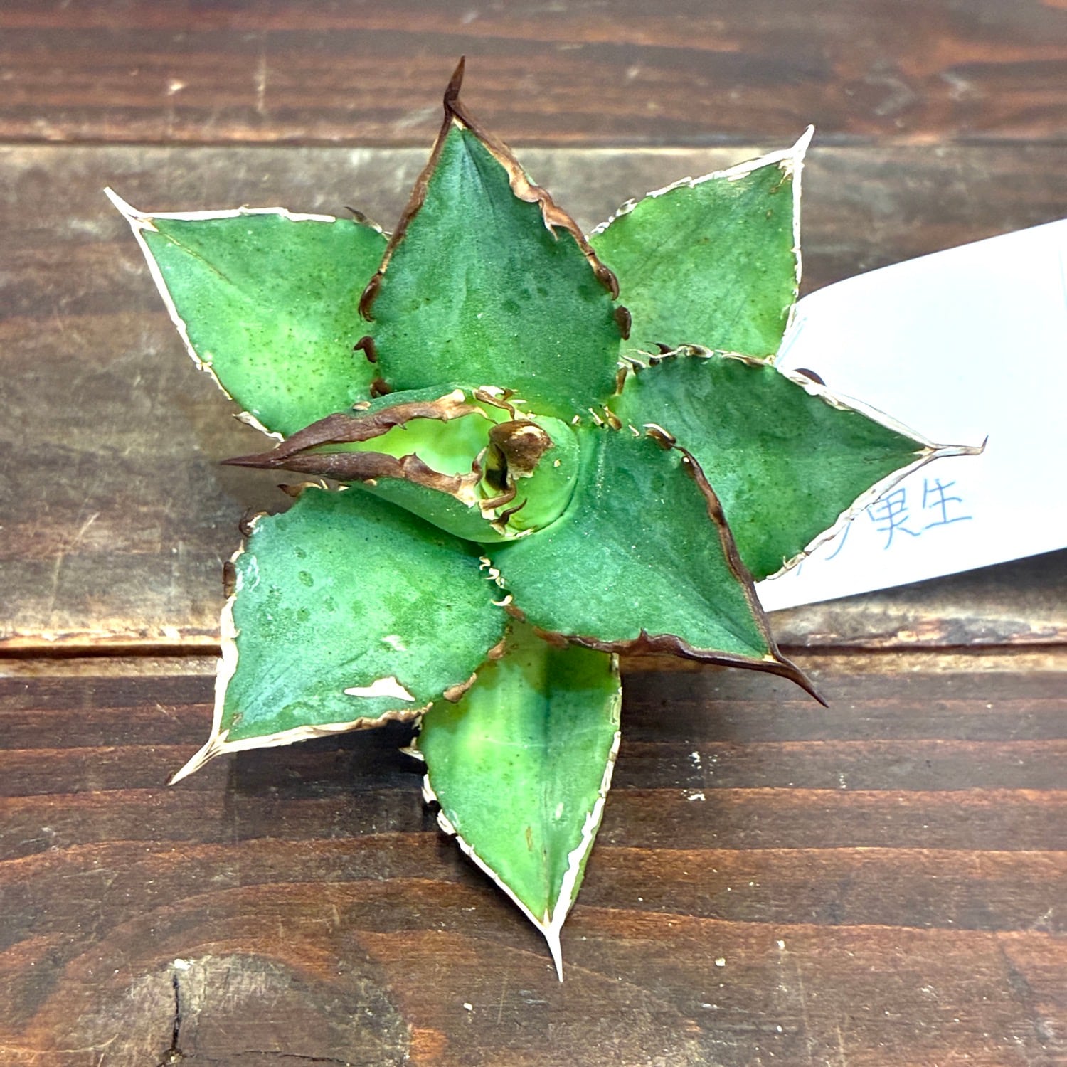 新着3日限定10%OFF】アガベ イラン 実生【549】 | PROTOLEAF プロトリーフ