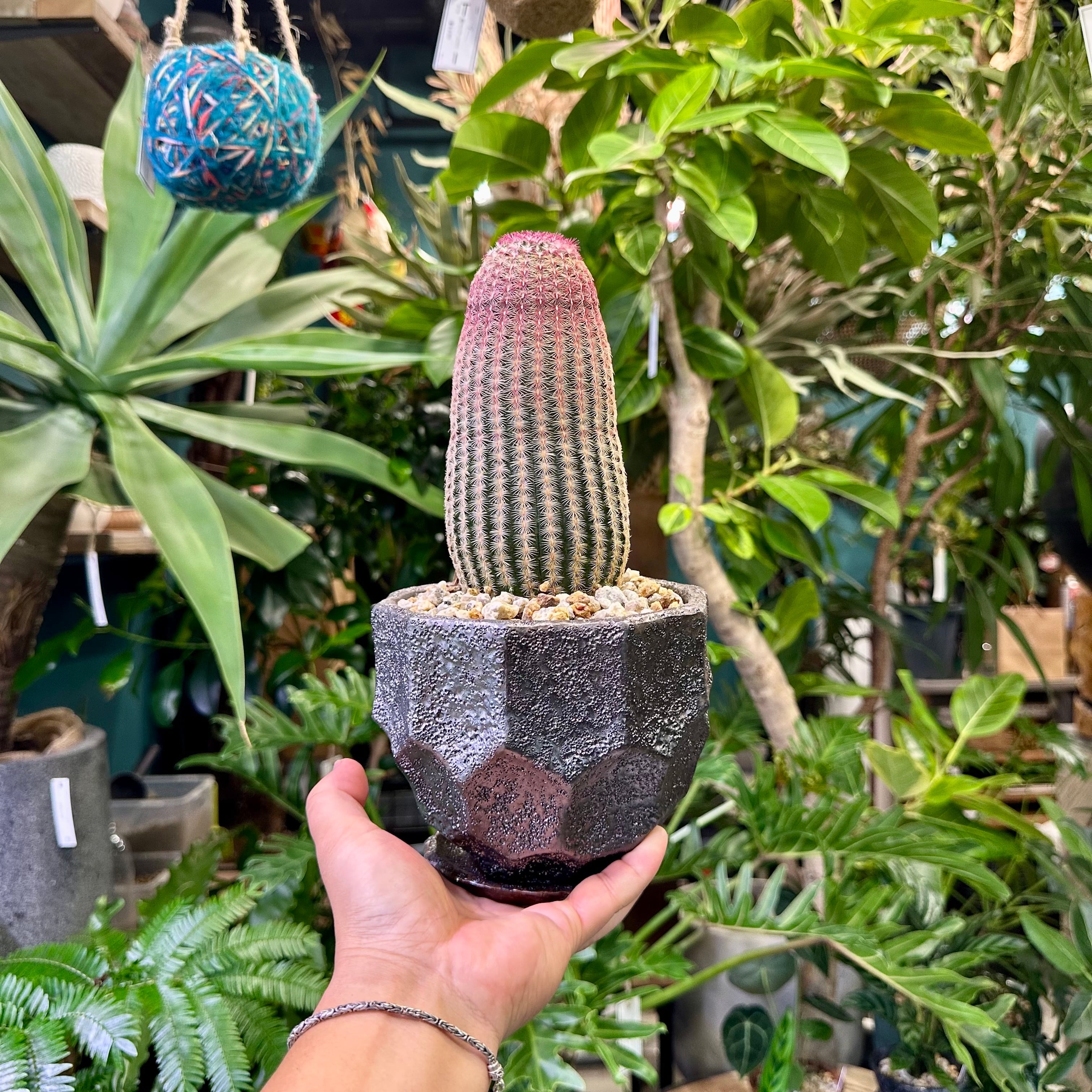 エキノセレウスサボテン・紫太陽 | barrelplants_BONSAI