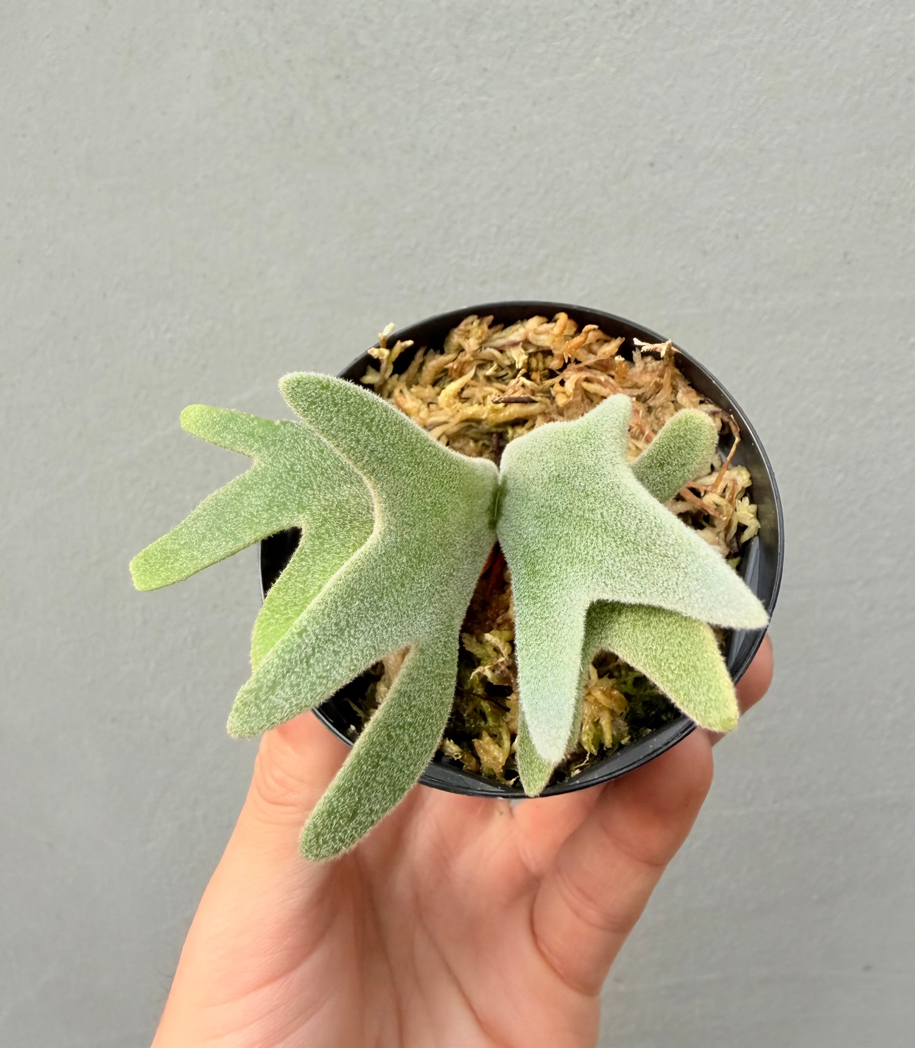 Platycerium_ビカクシダ | vandaka plants