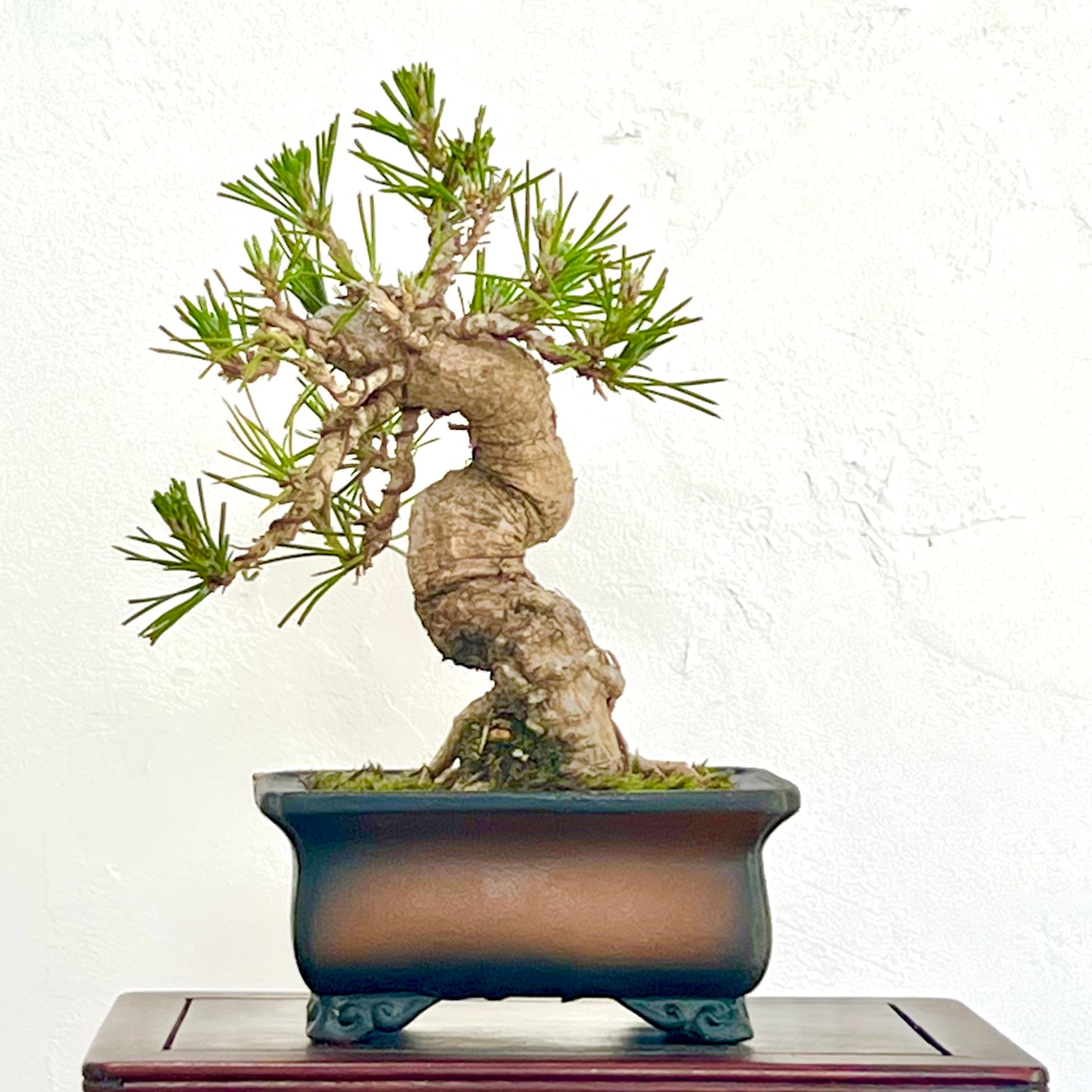 BONSAI Labo ウエブショップ