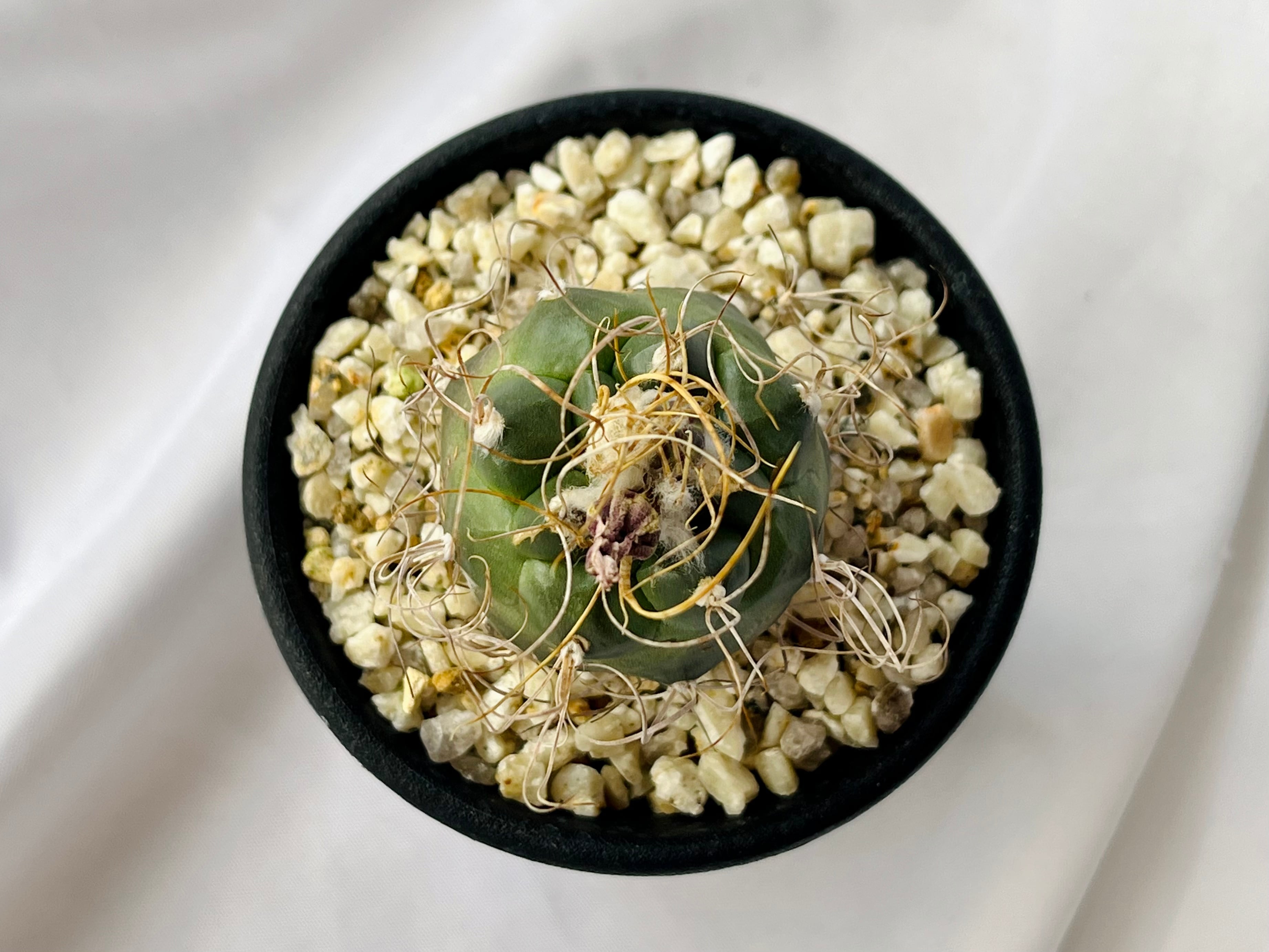 ケラリア ピグマエア Ceraria pygmaea 実生 綴化？ モンスト