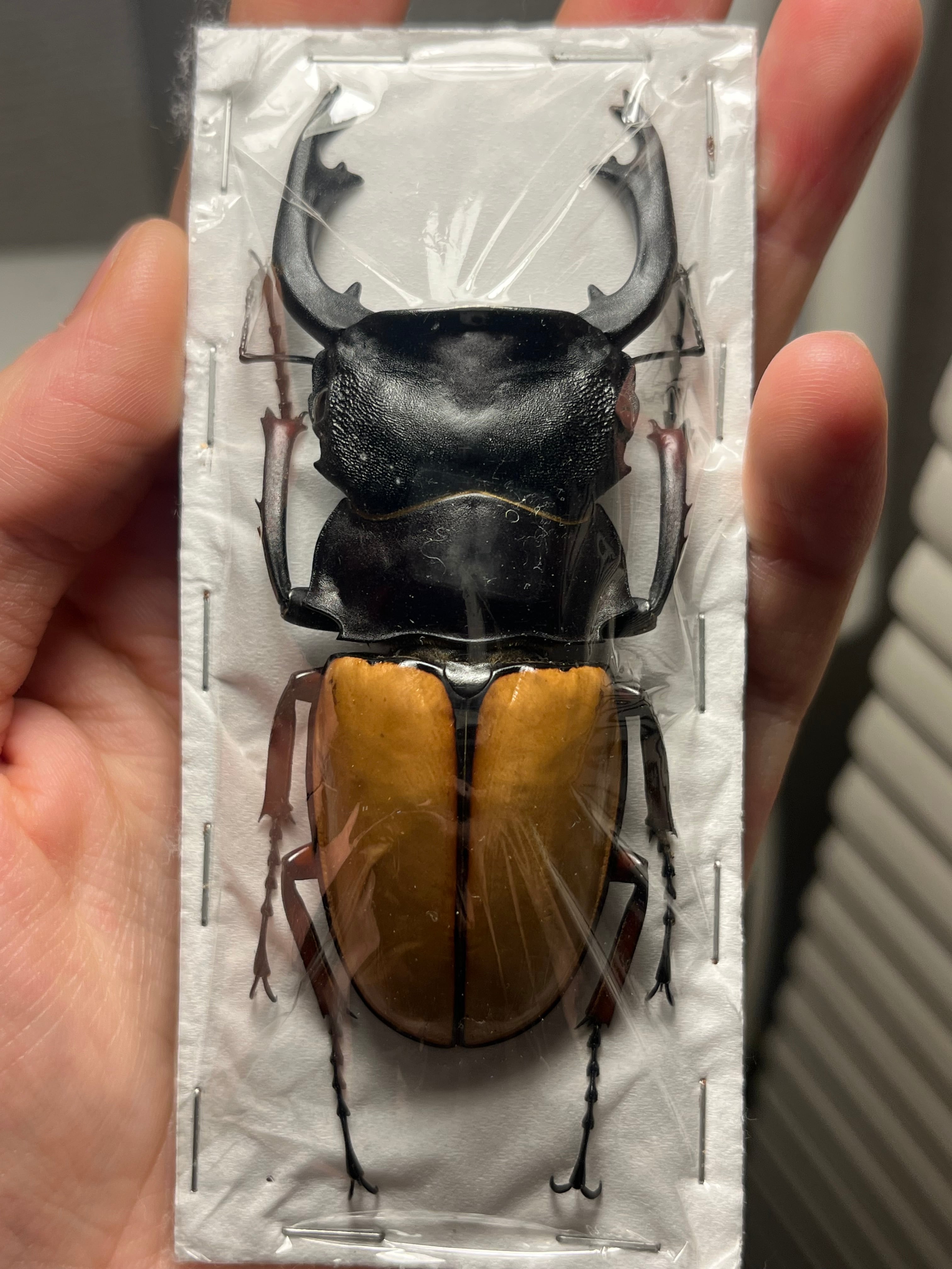 【75mm】チリクワガタ メタリフェルホソアカクワガタ Wild 昆虫標本 75mm】チリクワガタ メタリフェルホソアカクワガタ Wild 昆虫標本
