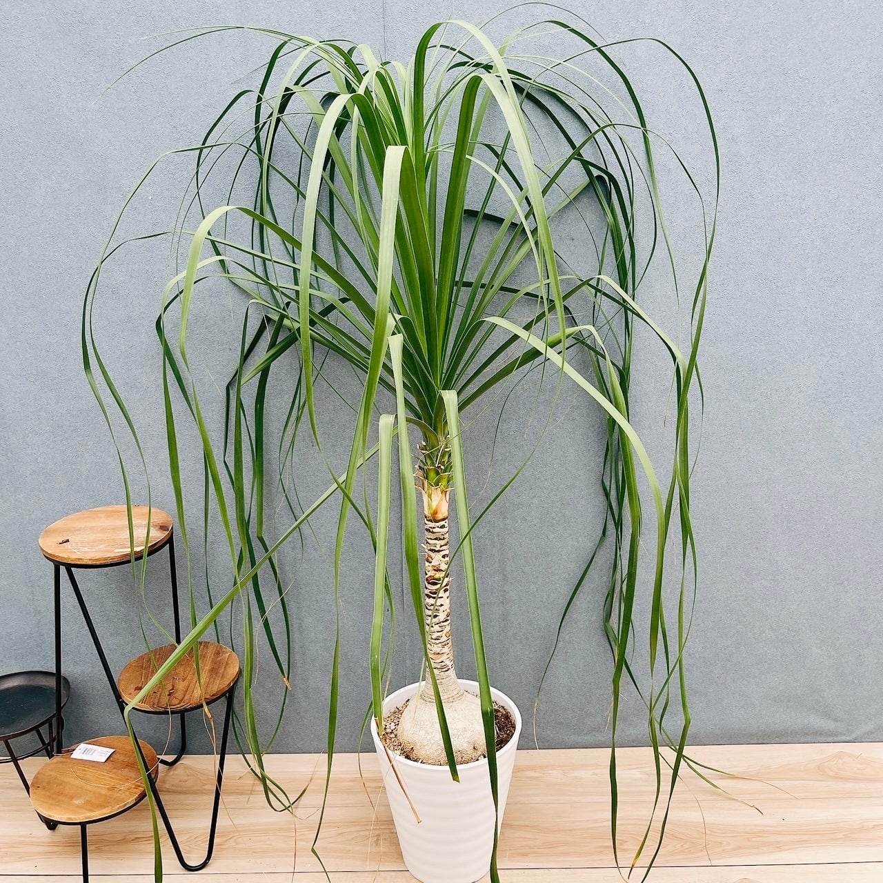 現品］F フィロデンドロン クッカバラ 幹上がり 8号 観葉植物 室内