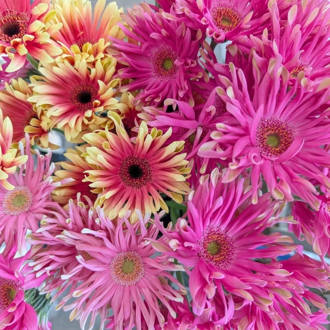 ポップキュートな大輪ガーベラ レベルジンクス （ショッキングピンク