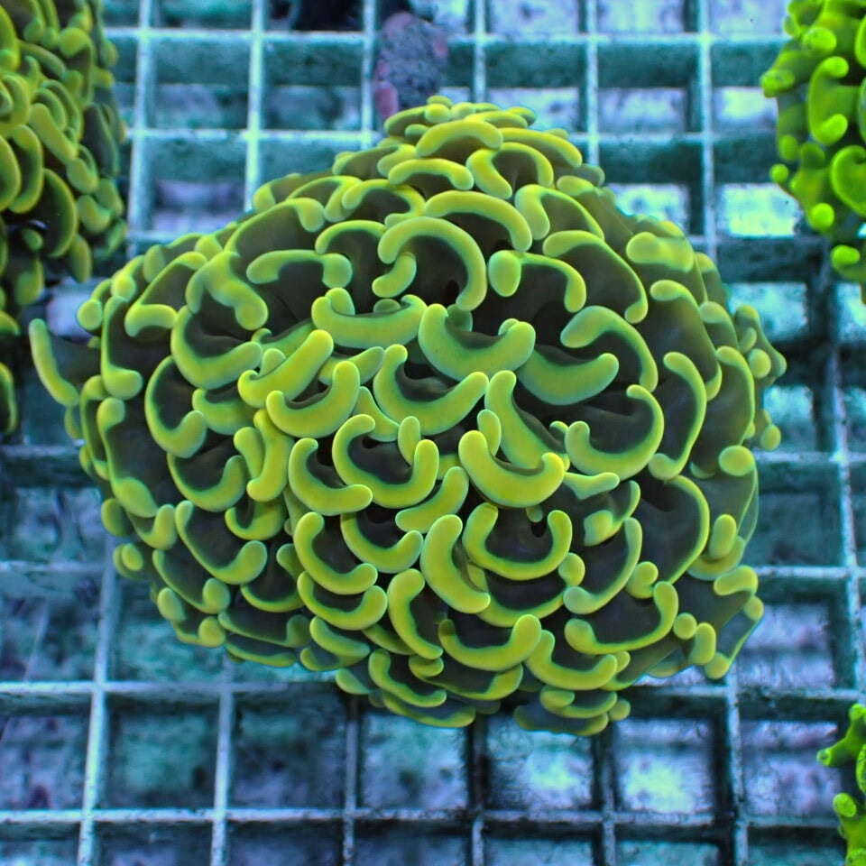 ネット入り天然ライブロック(クラッシュ)500g | HOUSE REEF(ハウス