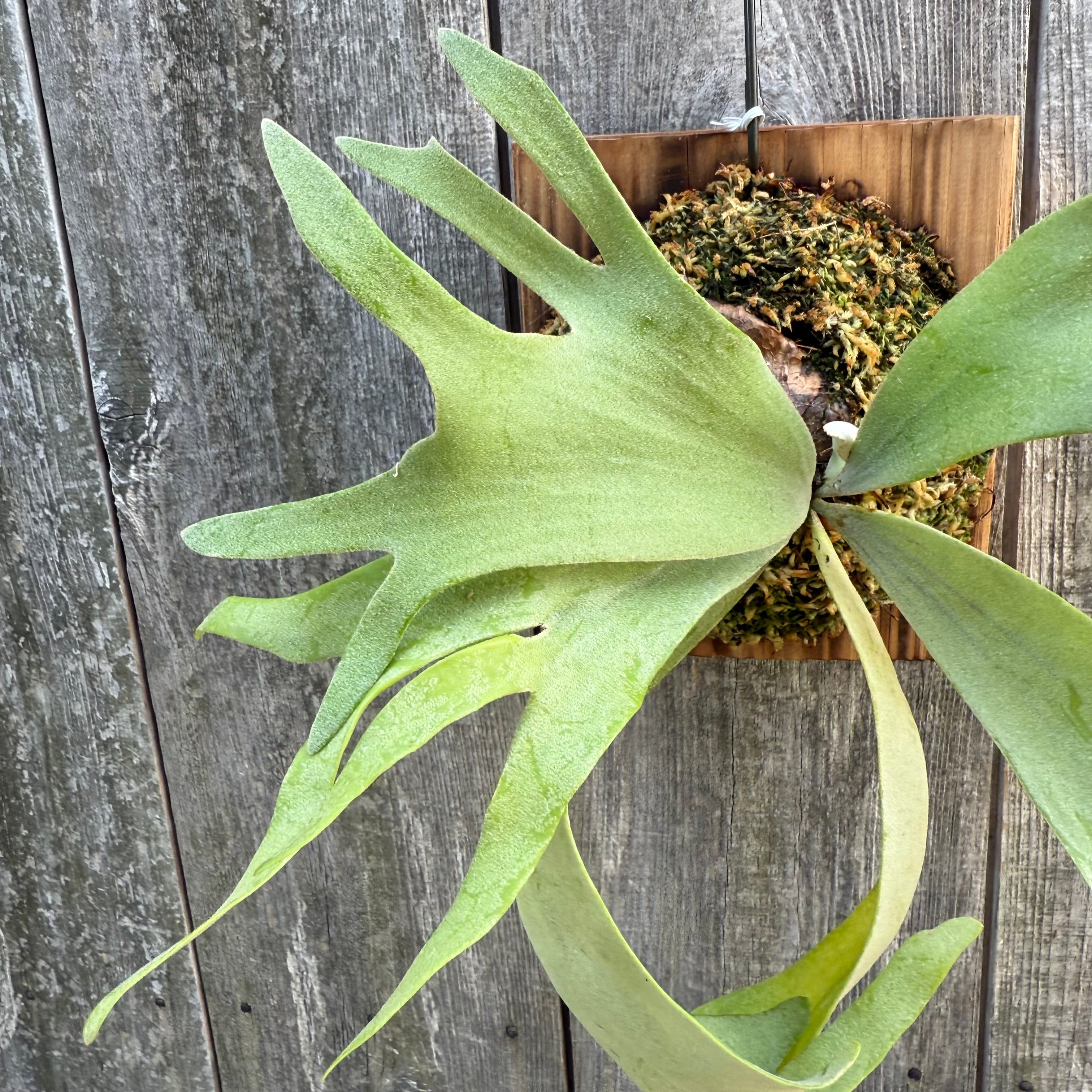 P. willinckii cv. Soho (sporeling) | naturefix