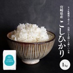 新米｜2025年宮崎県産コシヒカリ NS乳酸菌配合 5kg（上白米） 新米 