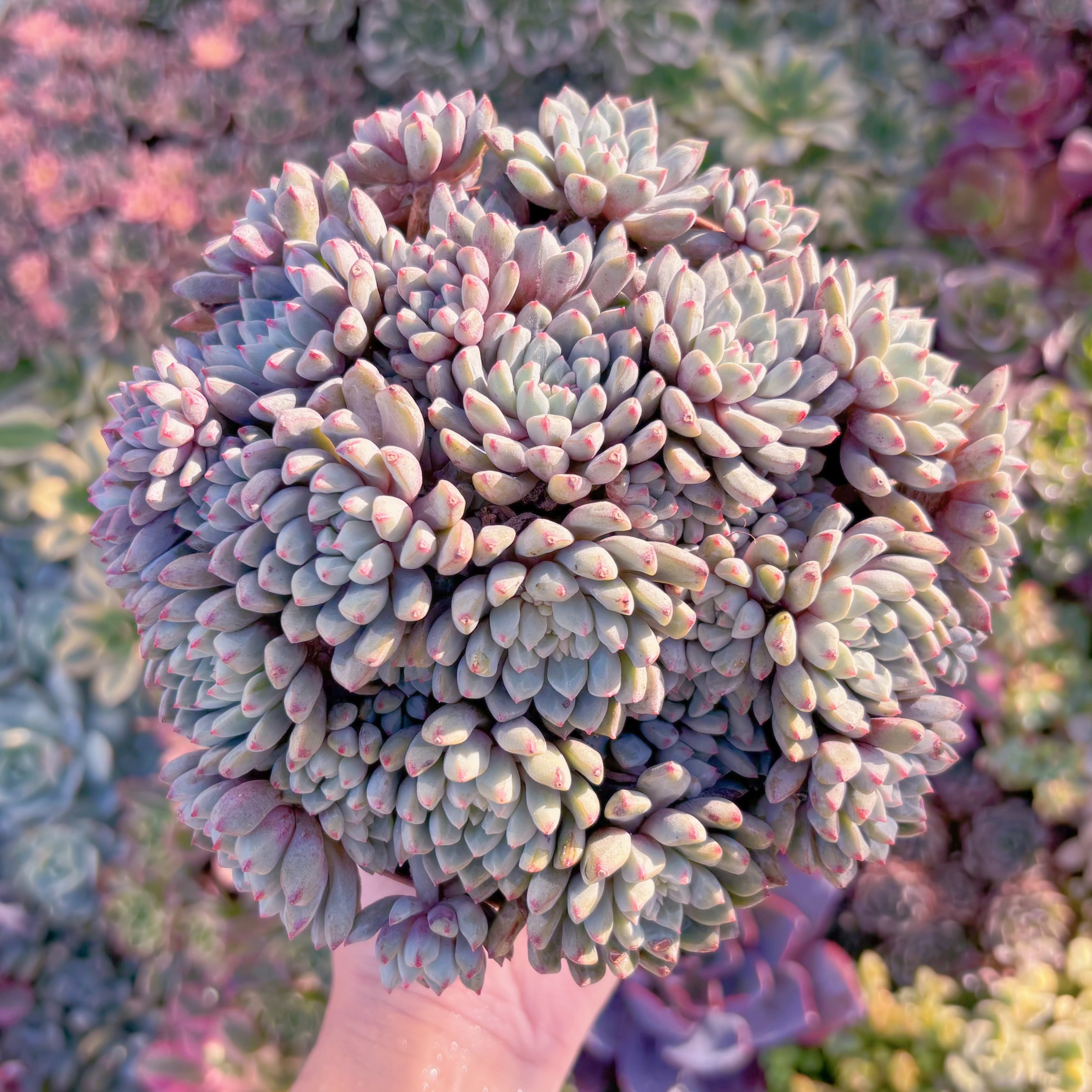 現品　サブコリンボサ#M119　特大群生　るる農園