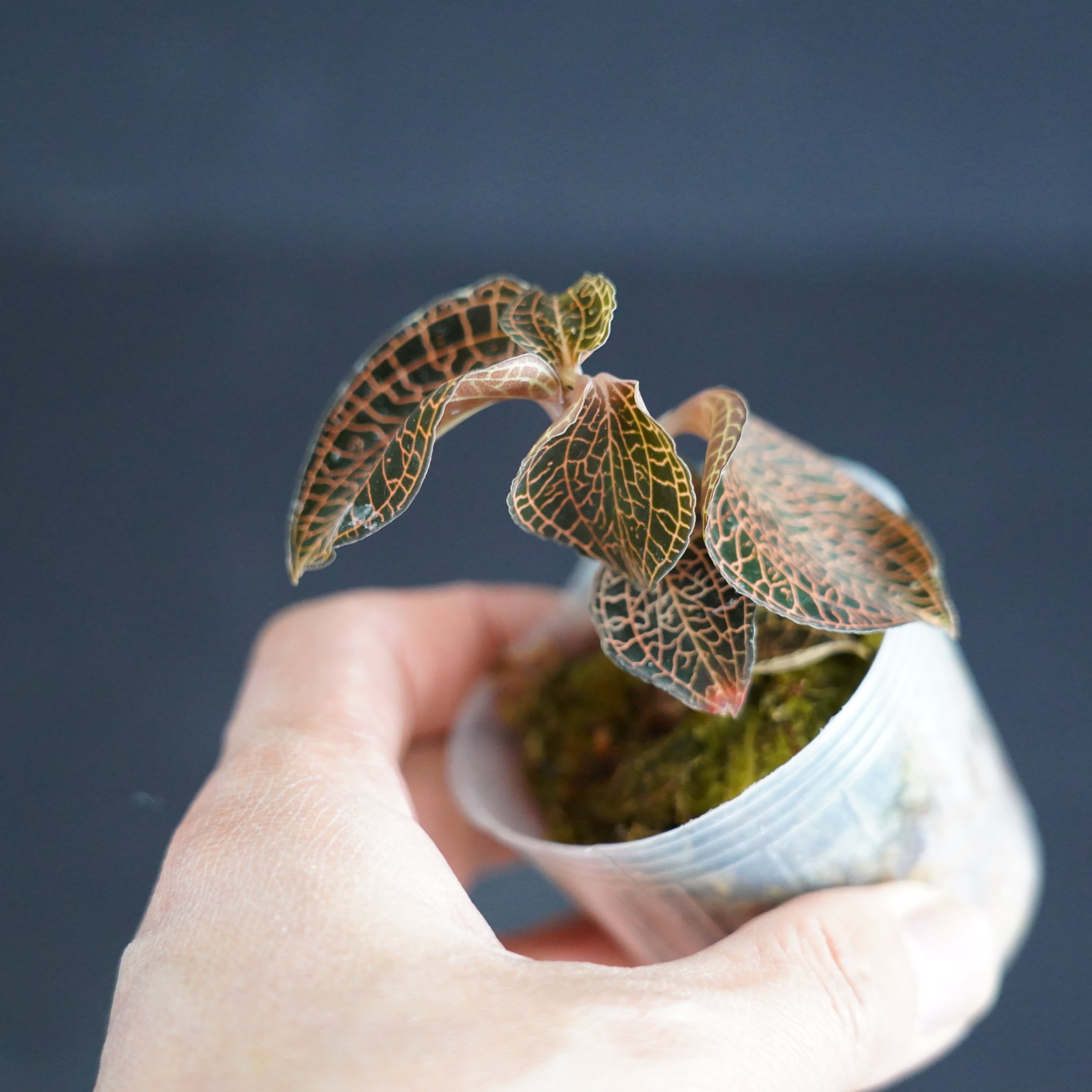 ◇現品◇Anoectochilus sp. Red Stem【ジュエルオーキッド宝石蘭】#727