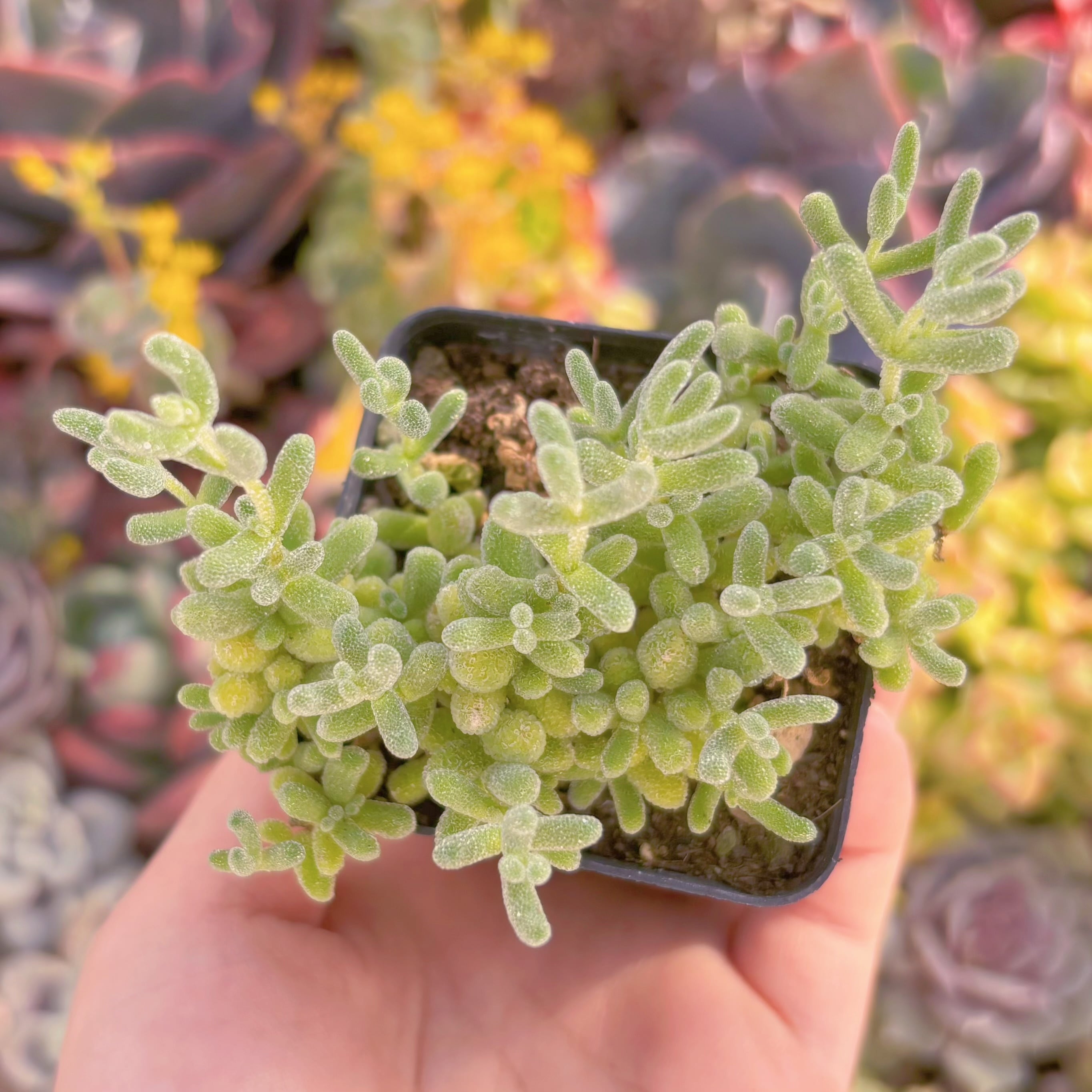 現品　蜜柑#A066　新入荷　るる農園