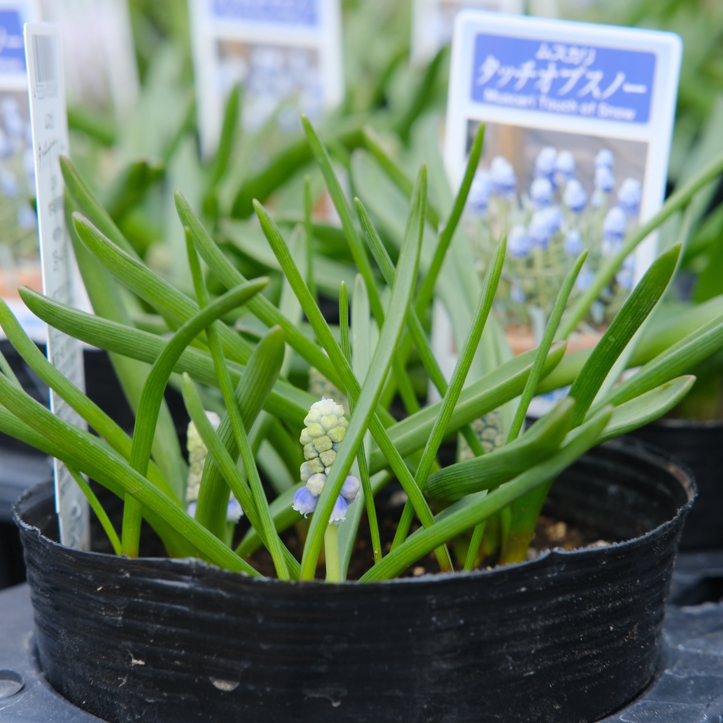 ムスカリ 《 タッチオブスノー 》（植えっぱなし球根） | グリーン