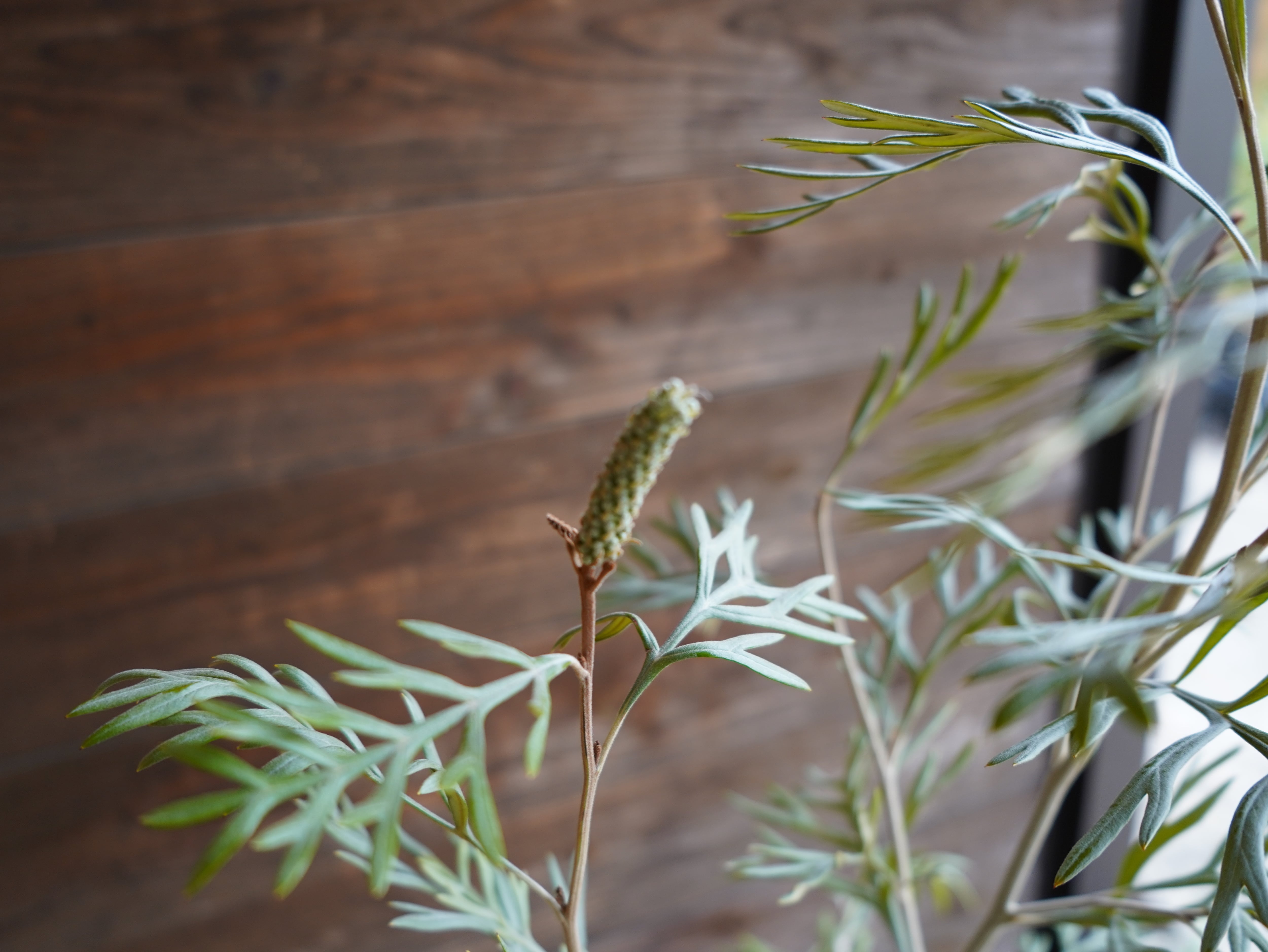 【現物】グレビレア ”ドーンパープル” C