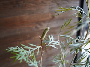 【現物】グレビレア ”ドーンパープル” C