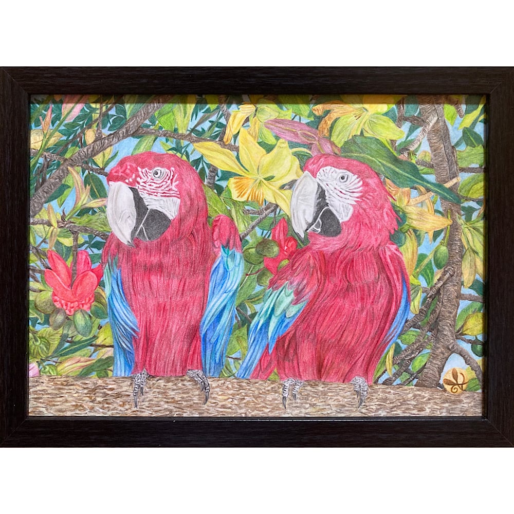 ベニコンゴウインコ 」 | yotto's gallery【 色鉛筆画 】
