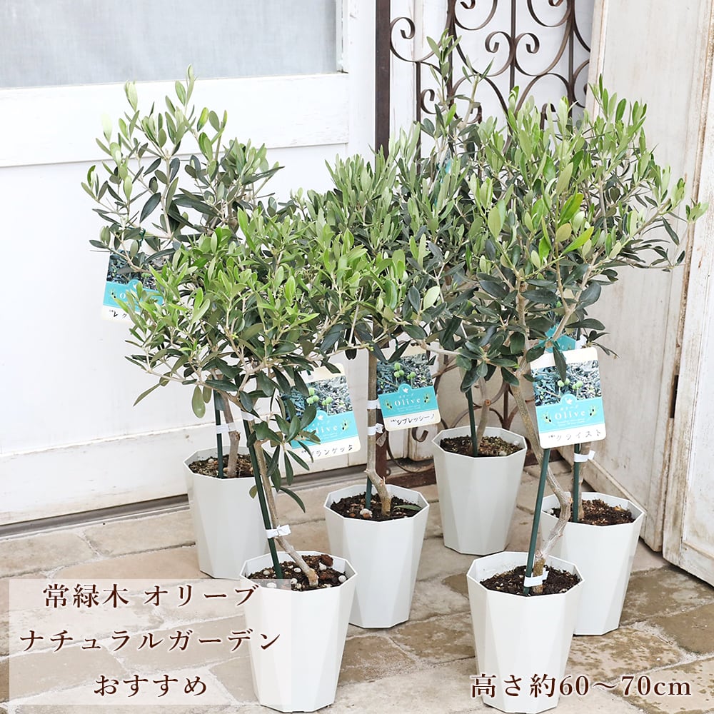 常緑苗木 オリーブ シプレッシーノ 3号 ソウジュ 創樹 SOUJU 庭木