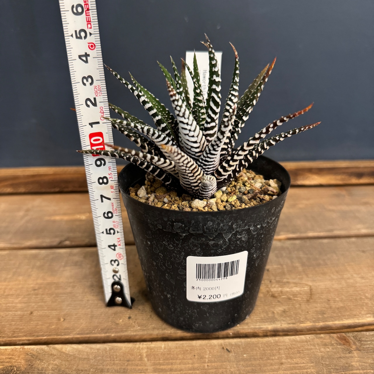 ハオルチア 十二の巻 ワイドバンド【708】