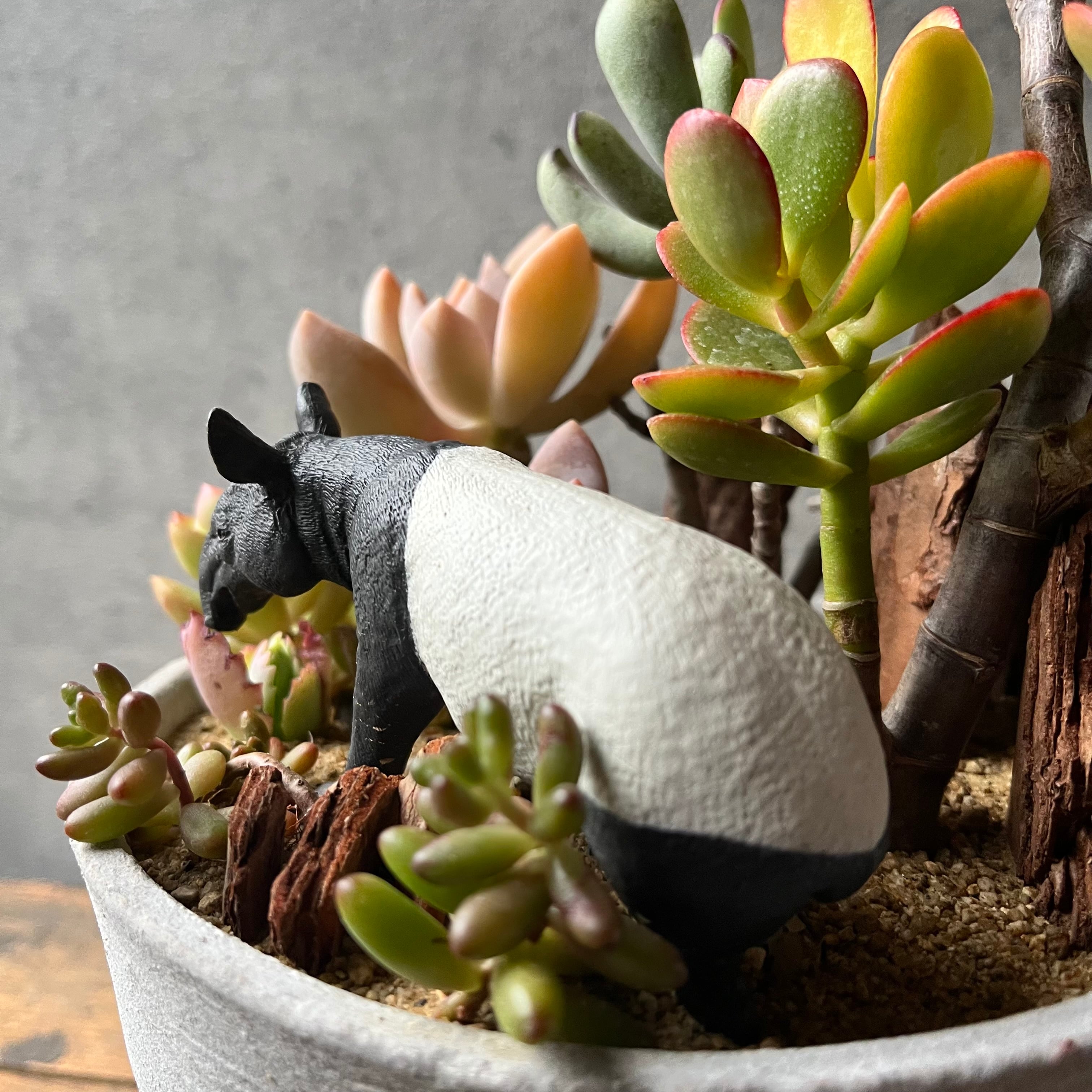 サボテンのサー太郎さま専用 img_cache_d_669849_1_158727783