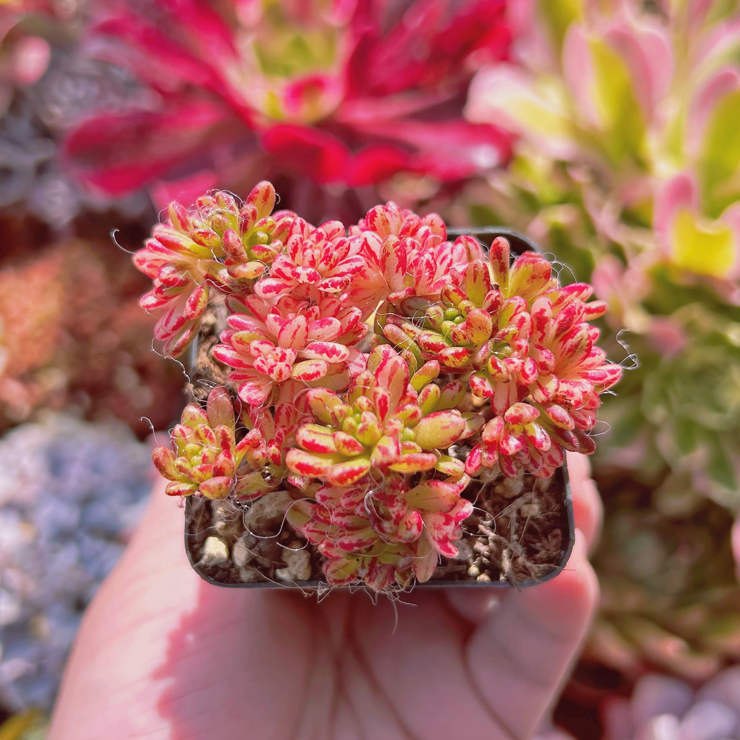 多肉植物　小人祭錦　7頭以上