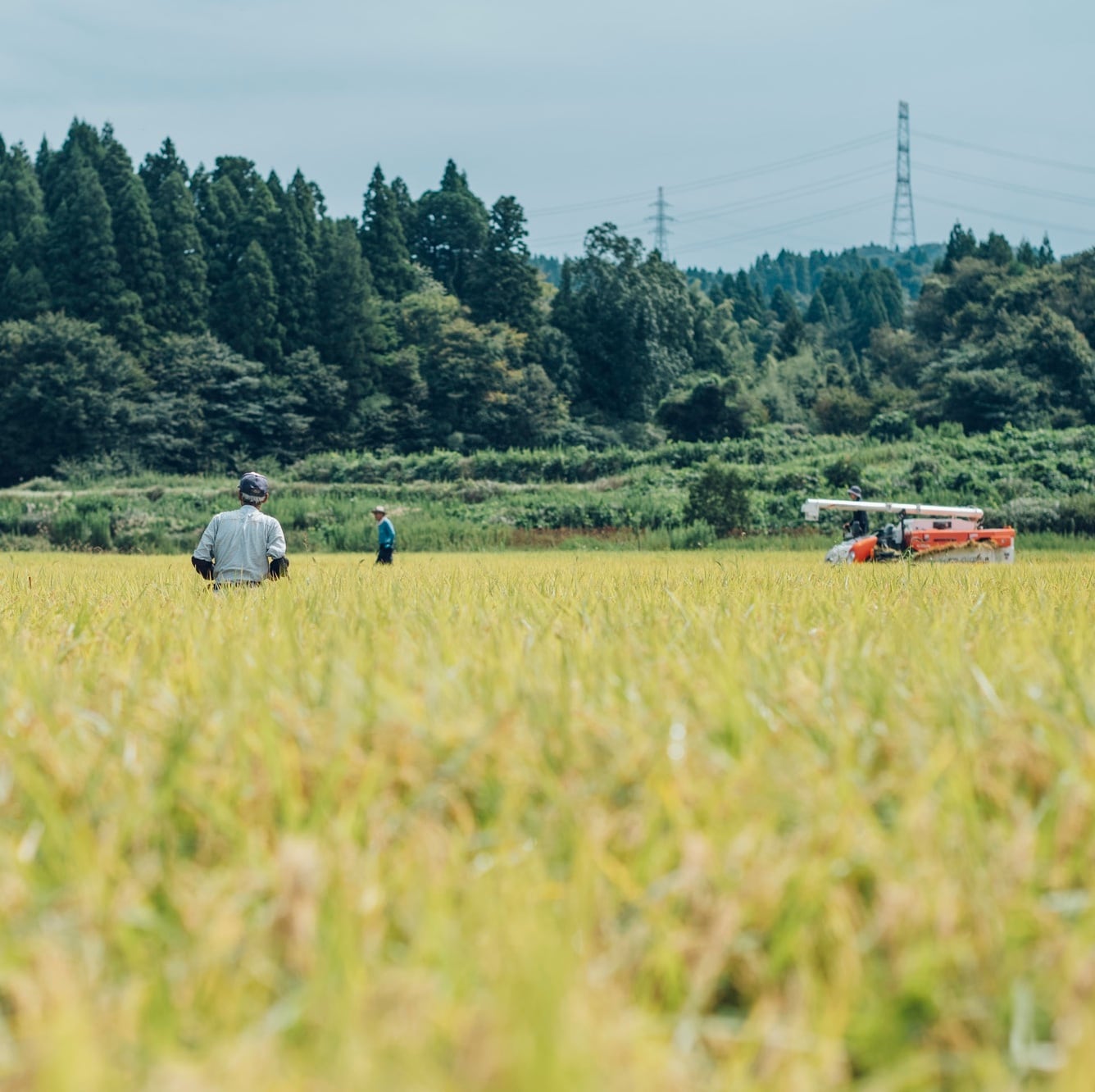 令和7年産 ひゃくまん穀 10kg | Kasanogou online shop