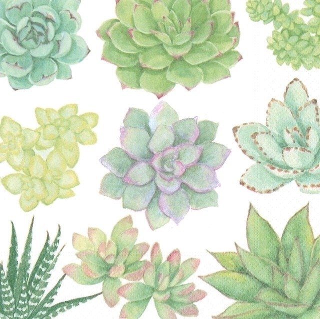 【Caspari】バラ売り1枚 ランチサイズ ペーパーナプキン SUCCULENTS ホワイト