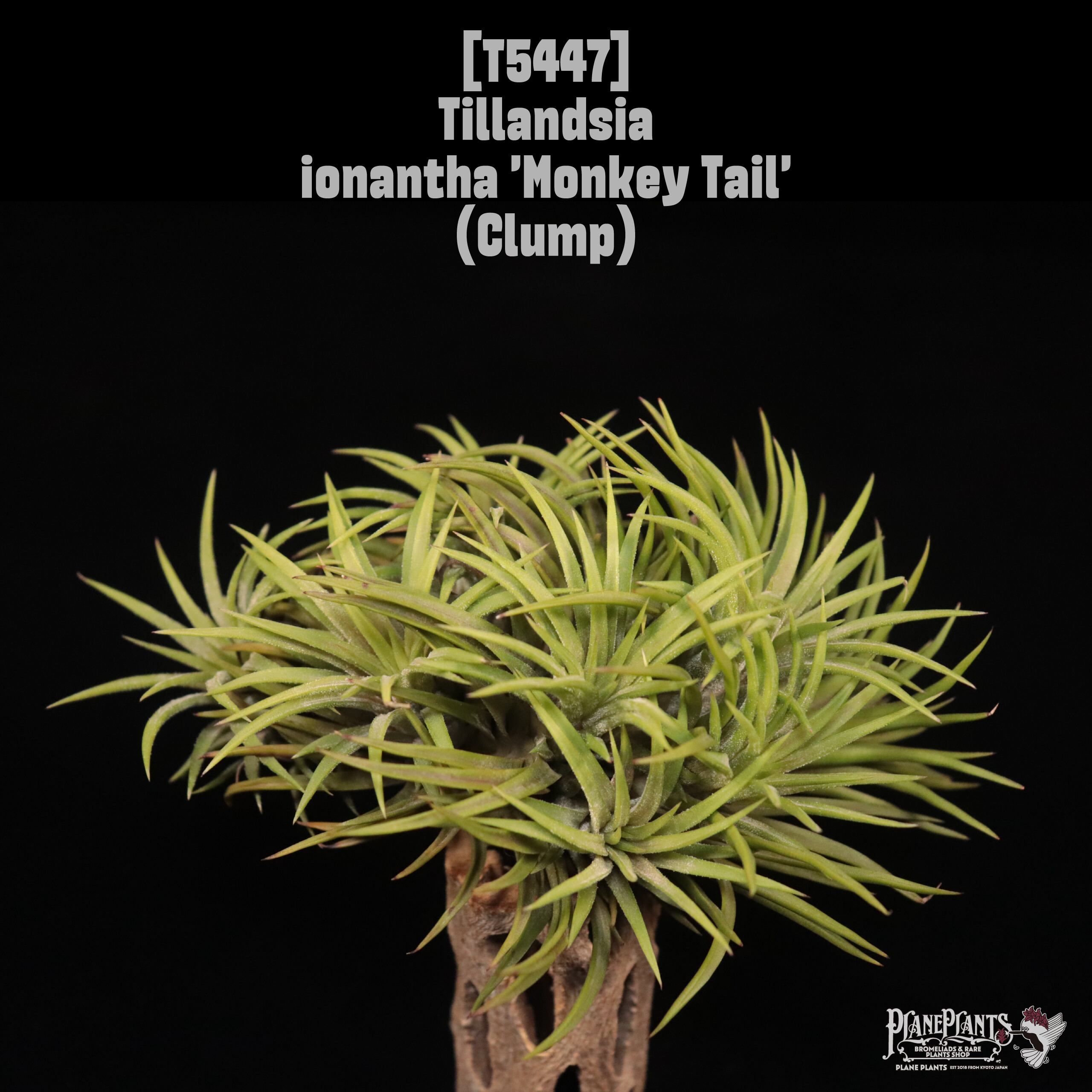 ionantha | plane plants