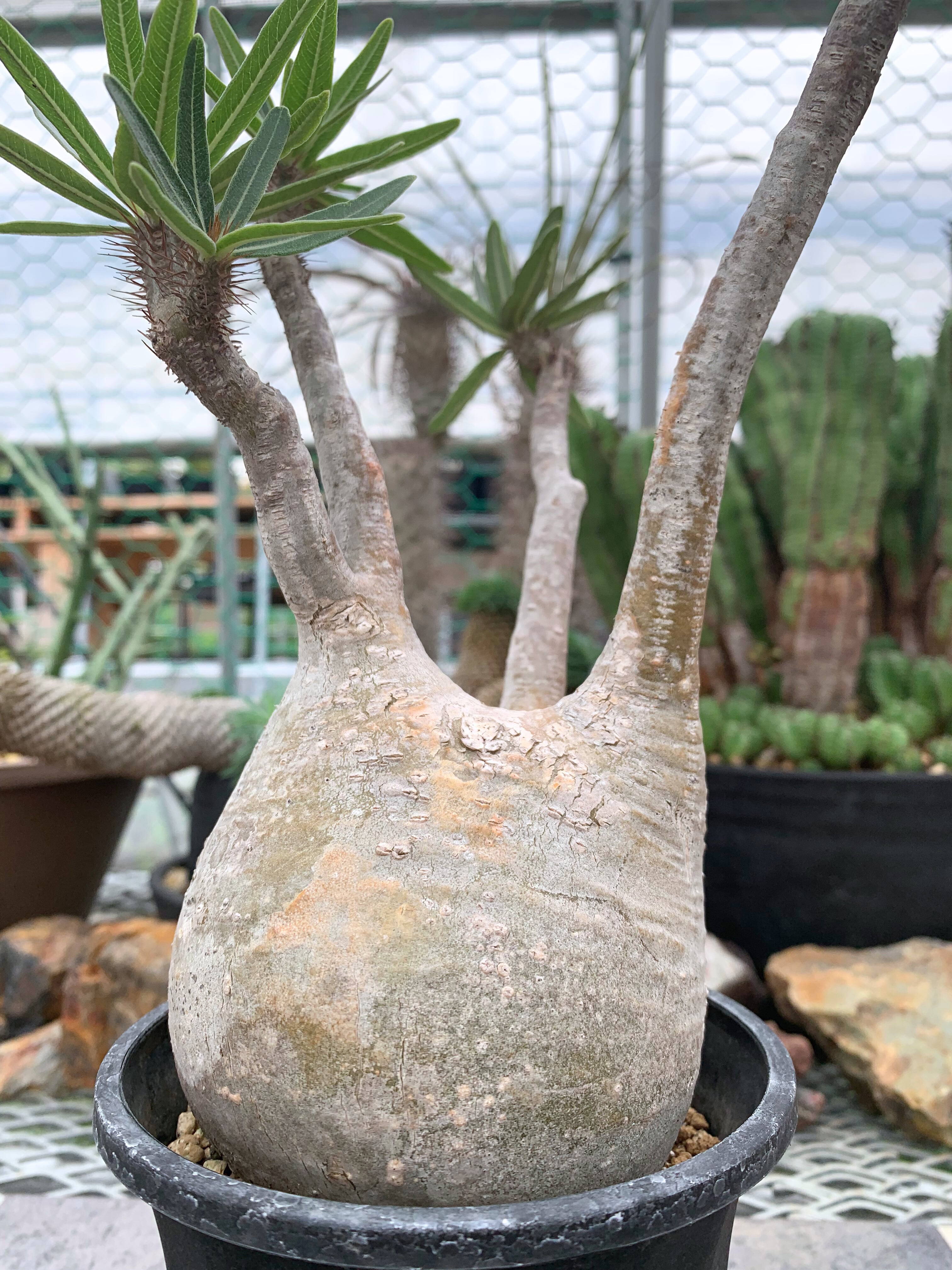 パキポディウム グラキリス P016【送料着払い】 | CACTUS330