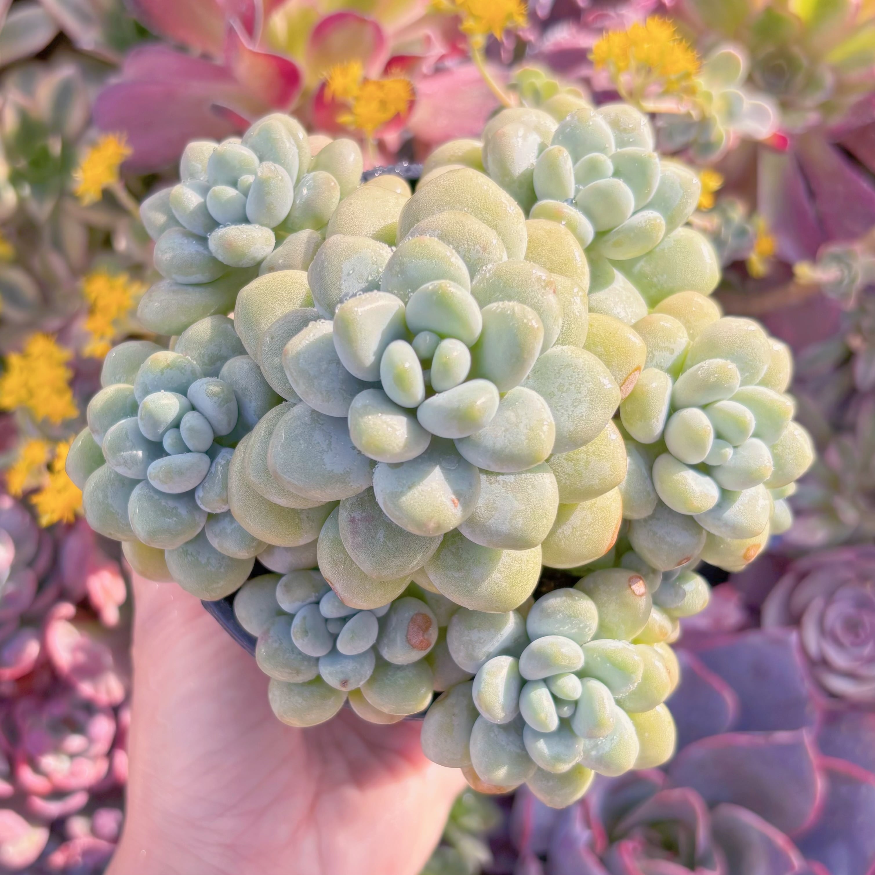 現品　ぎょぽぽ#F040　大群生　新入荷　るる農園