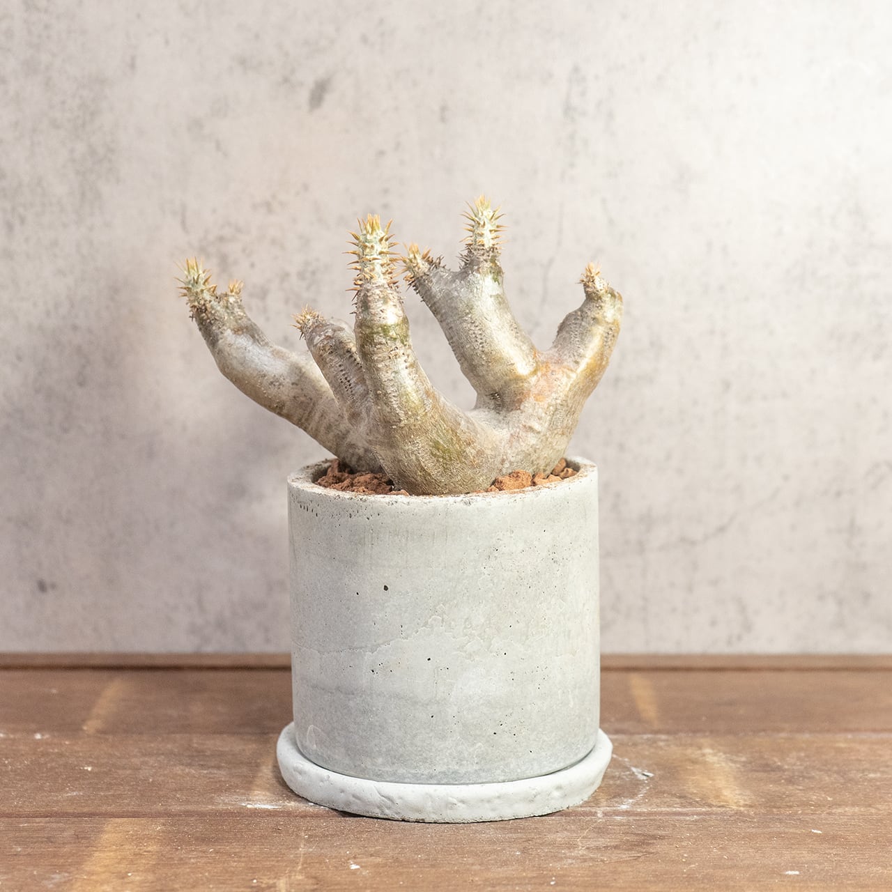 根腐れを防ぐ独自配合の用土で仕立てたマカイエンセ。手づくりモルタル鉢とのモダンなセット。初心者の方でも安心して育てられます|虫発生抑制